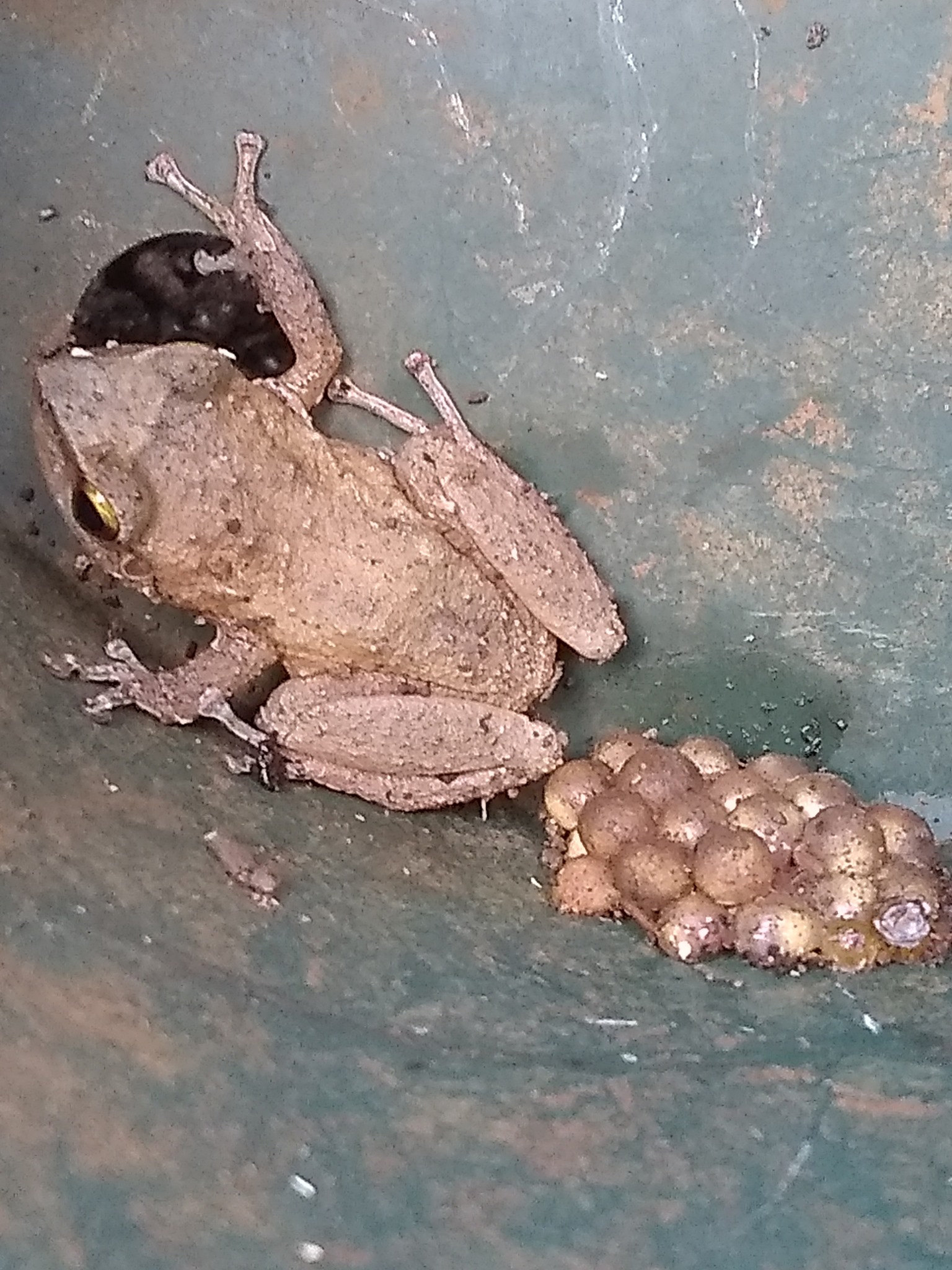 112日目:Pitcairniaを分株した
