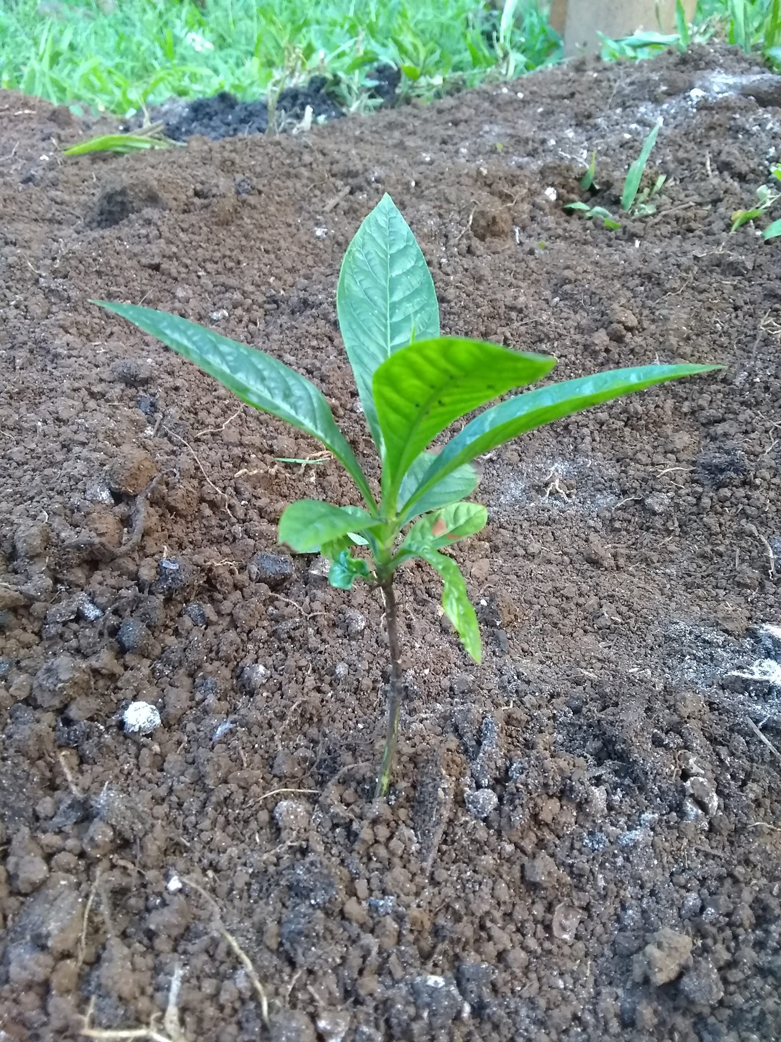 113日目:ボロジョを植えた
