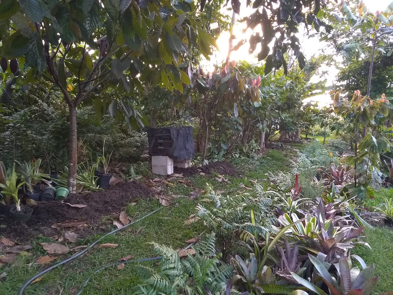 113日目:ボロジョを植えた