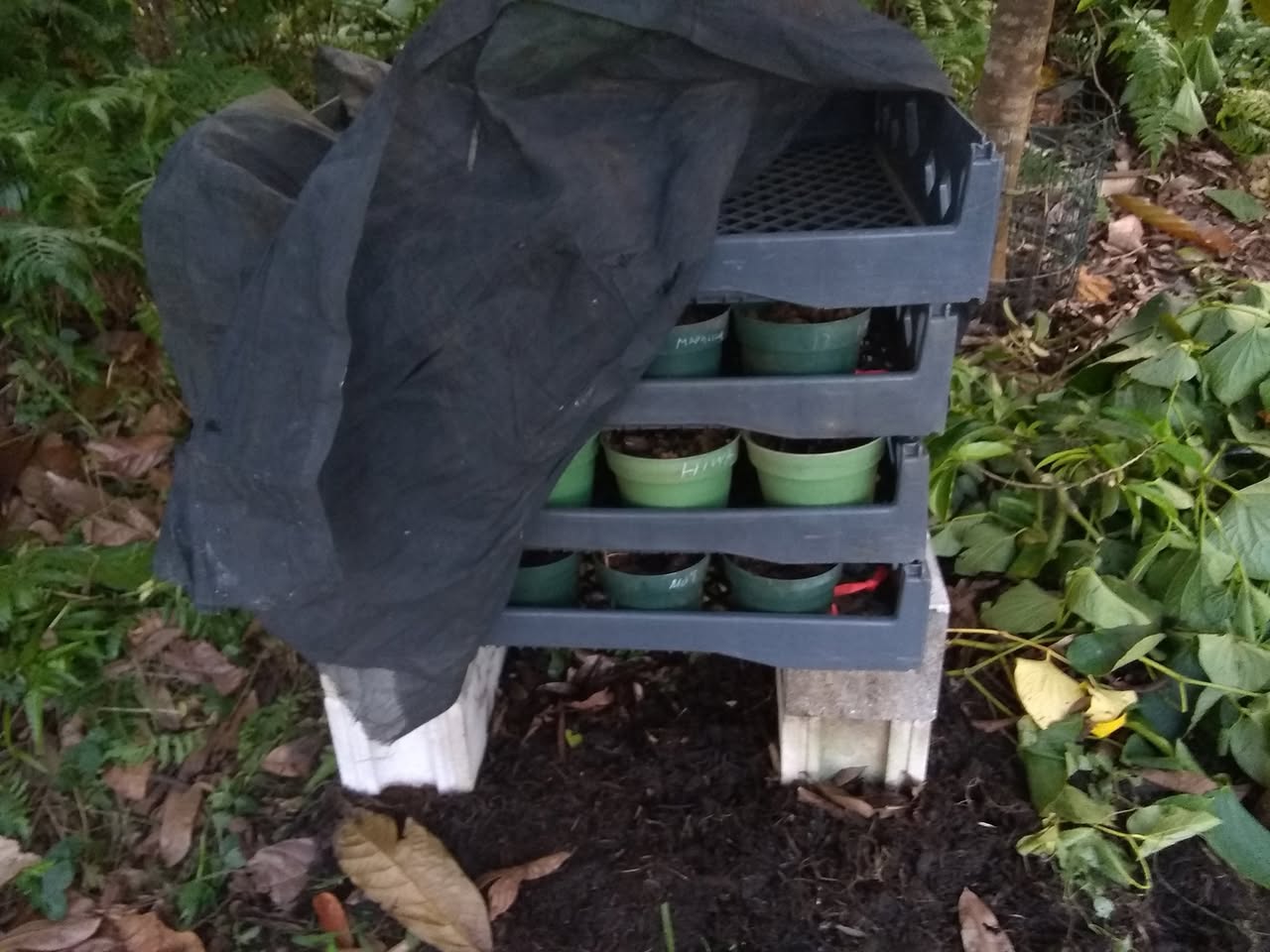 113日目:ボロジョを植えた