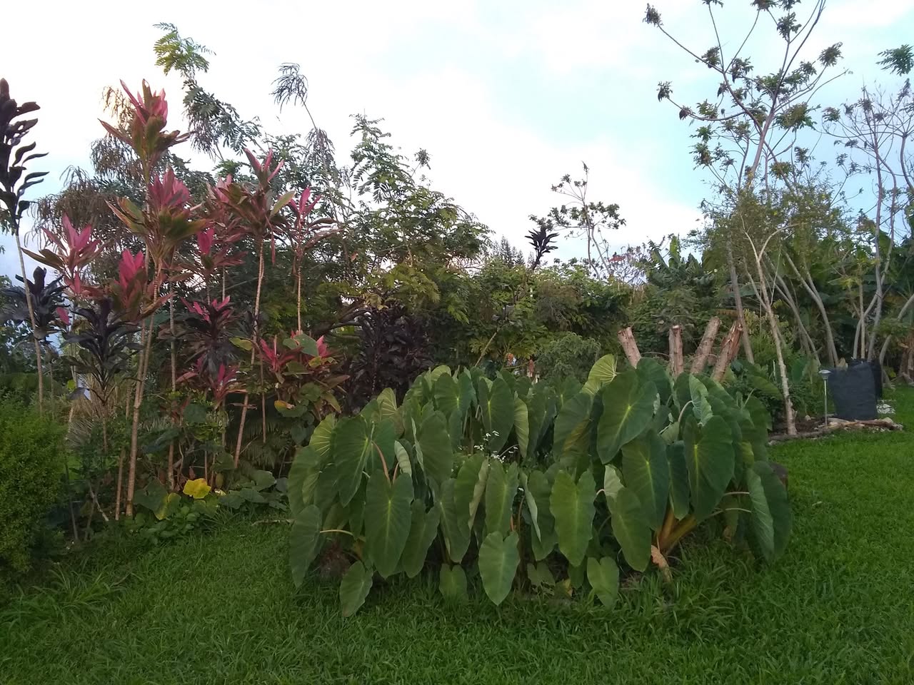 113日目:ボロジョを植えた