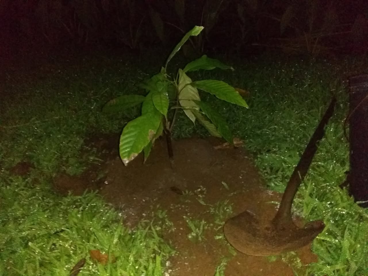 114日目:カカオを植えた