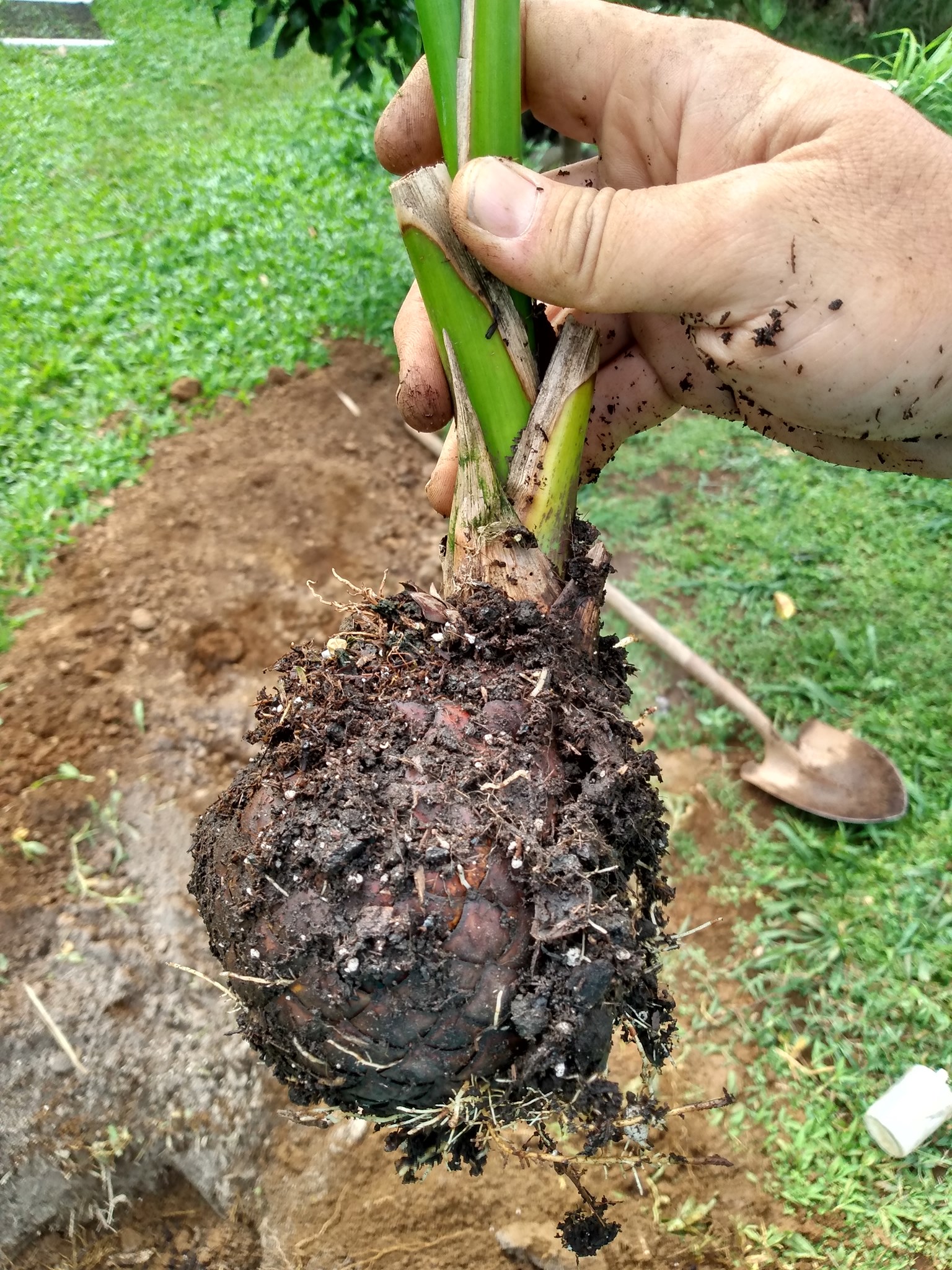 115日目:象牙ヤシを植えた