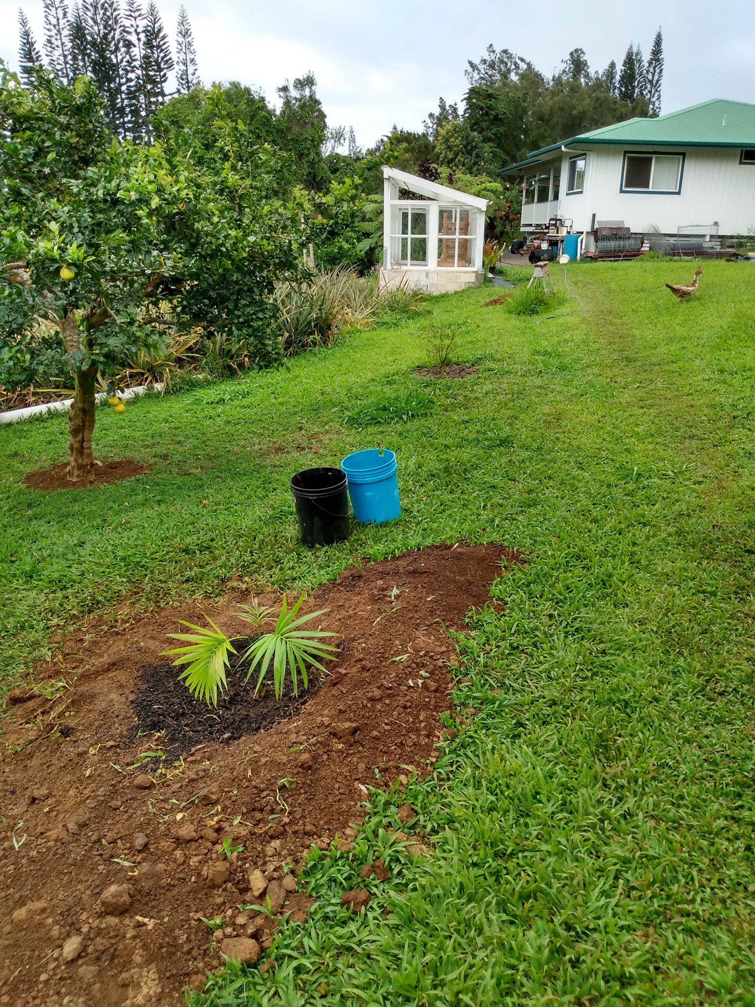 115日目:象牙ヤシを植えた