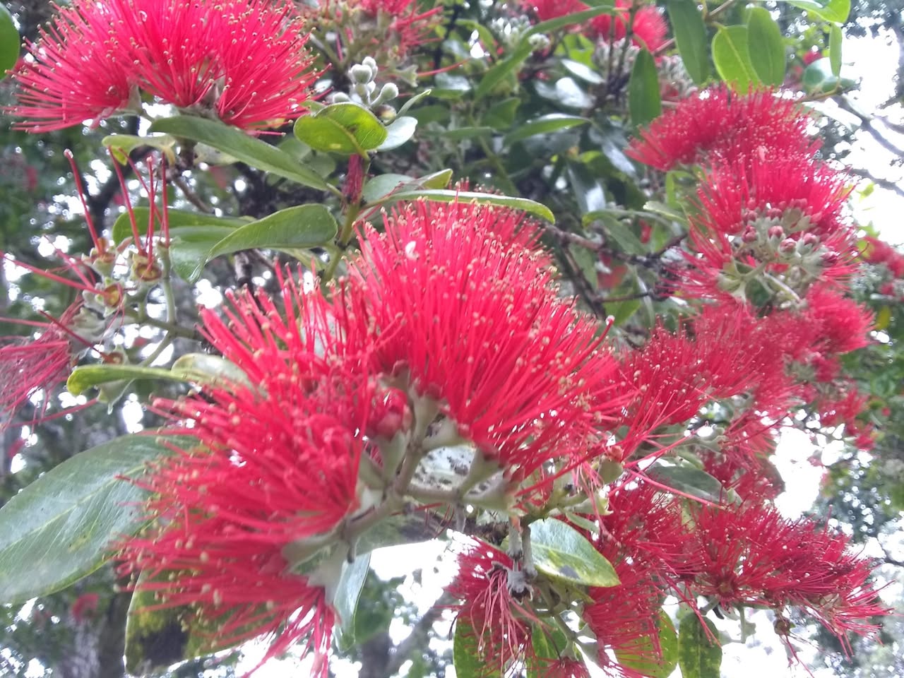 118日目:'ōhi'iaを植えた