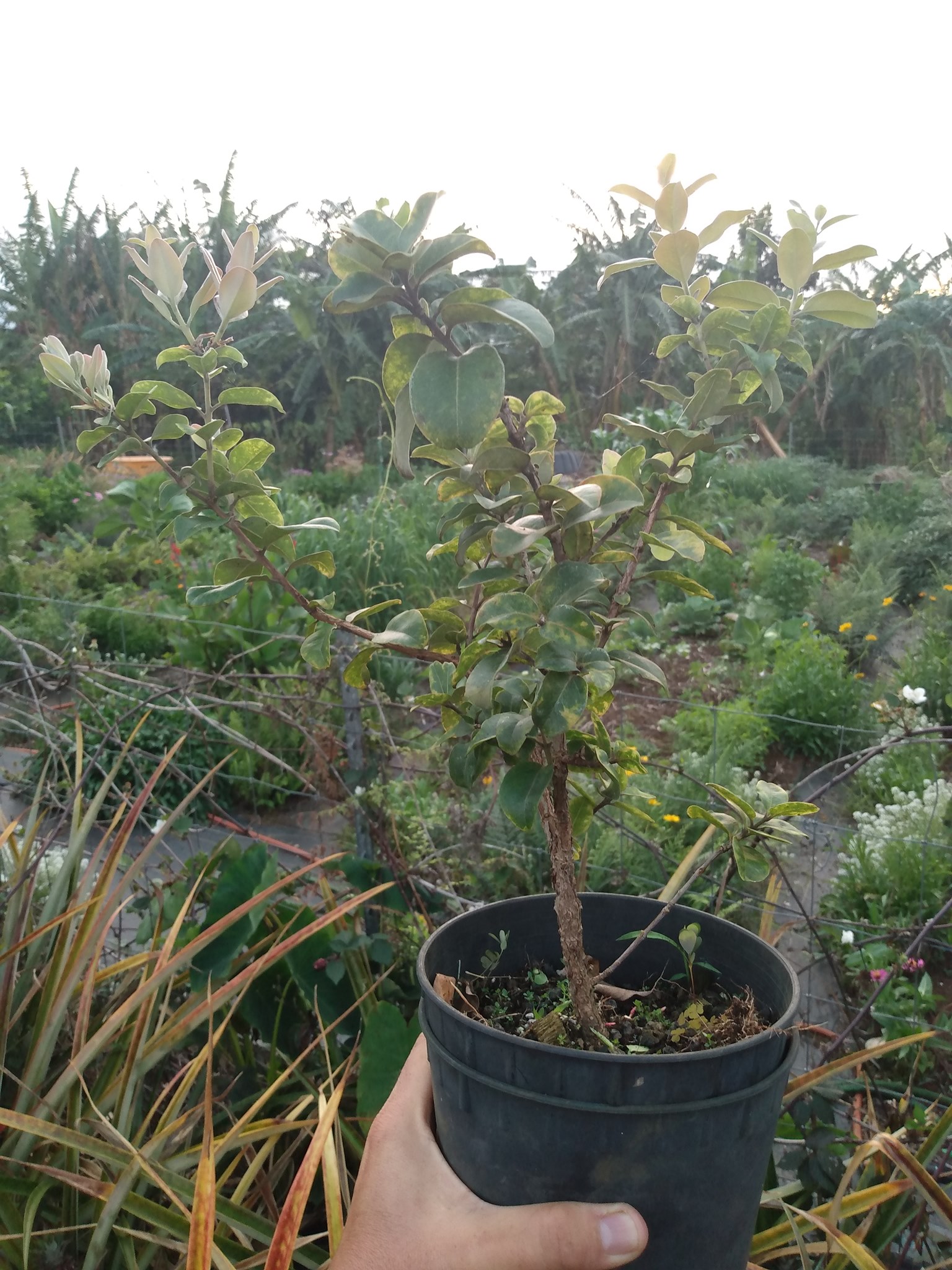 118日目:'ōhi'iaを植えた