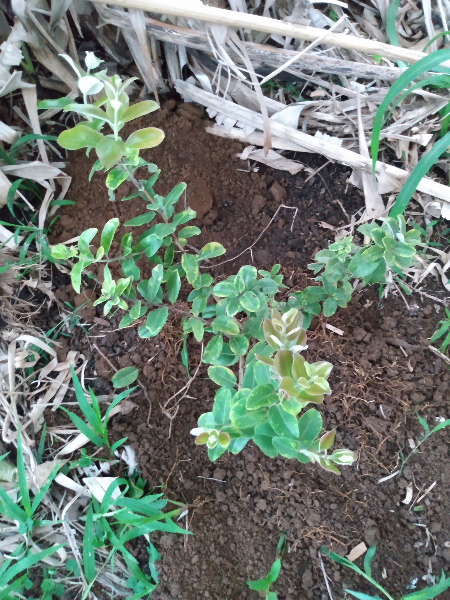 118日目:'ōhi'iaを植えた