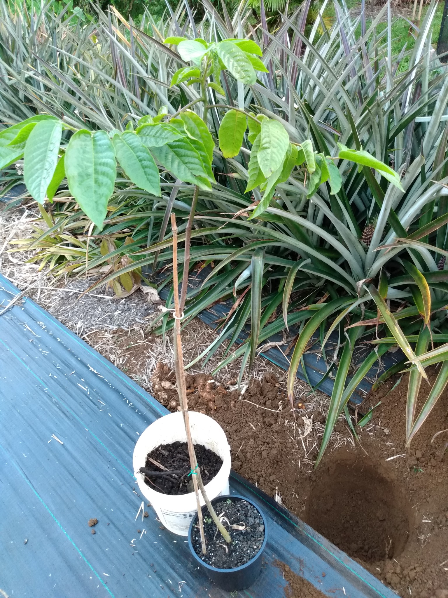 119日目:イランイランを植えた