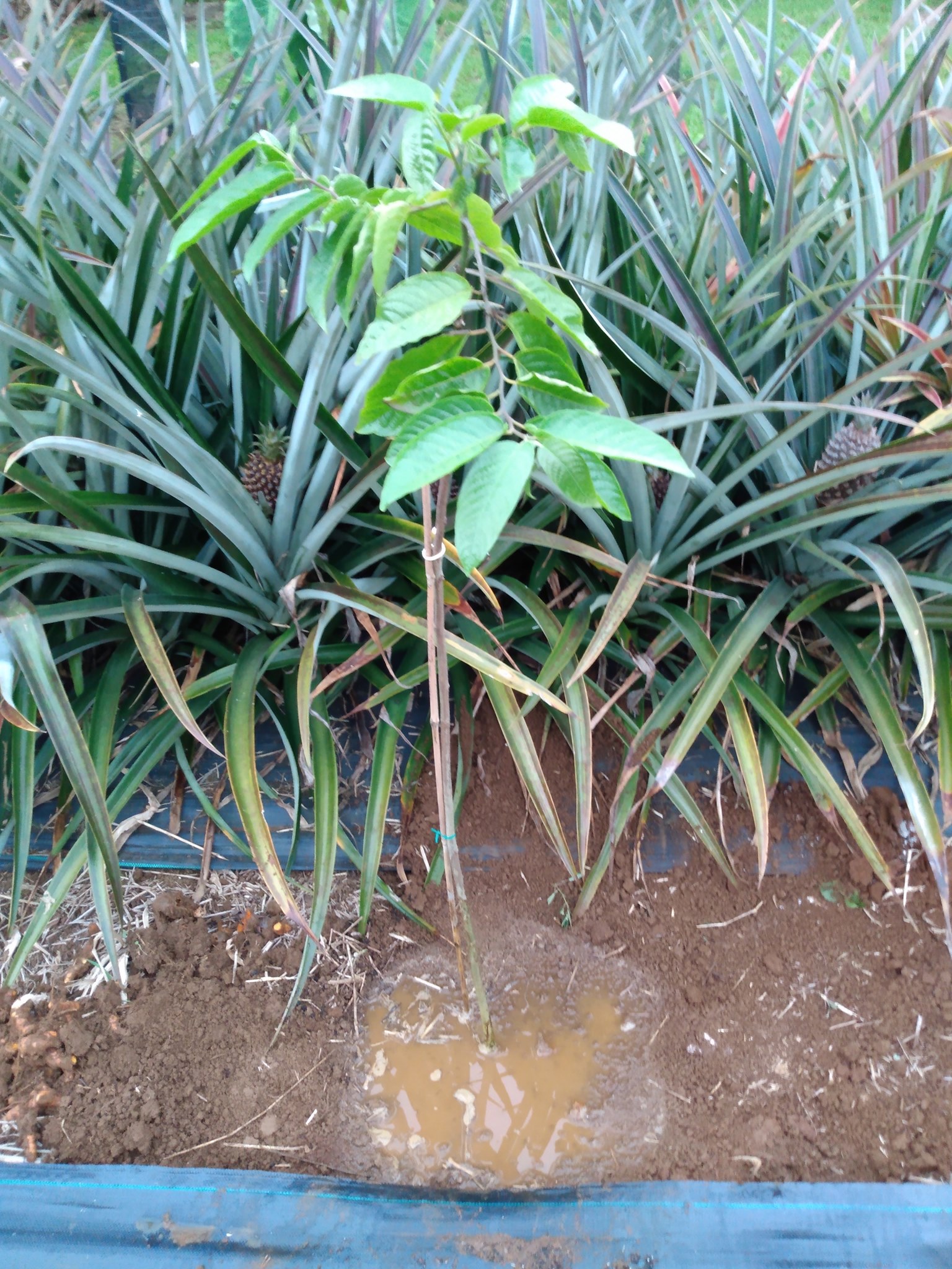 119日目:イランイランを植えた