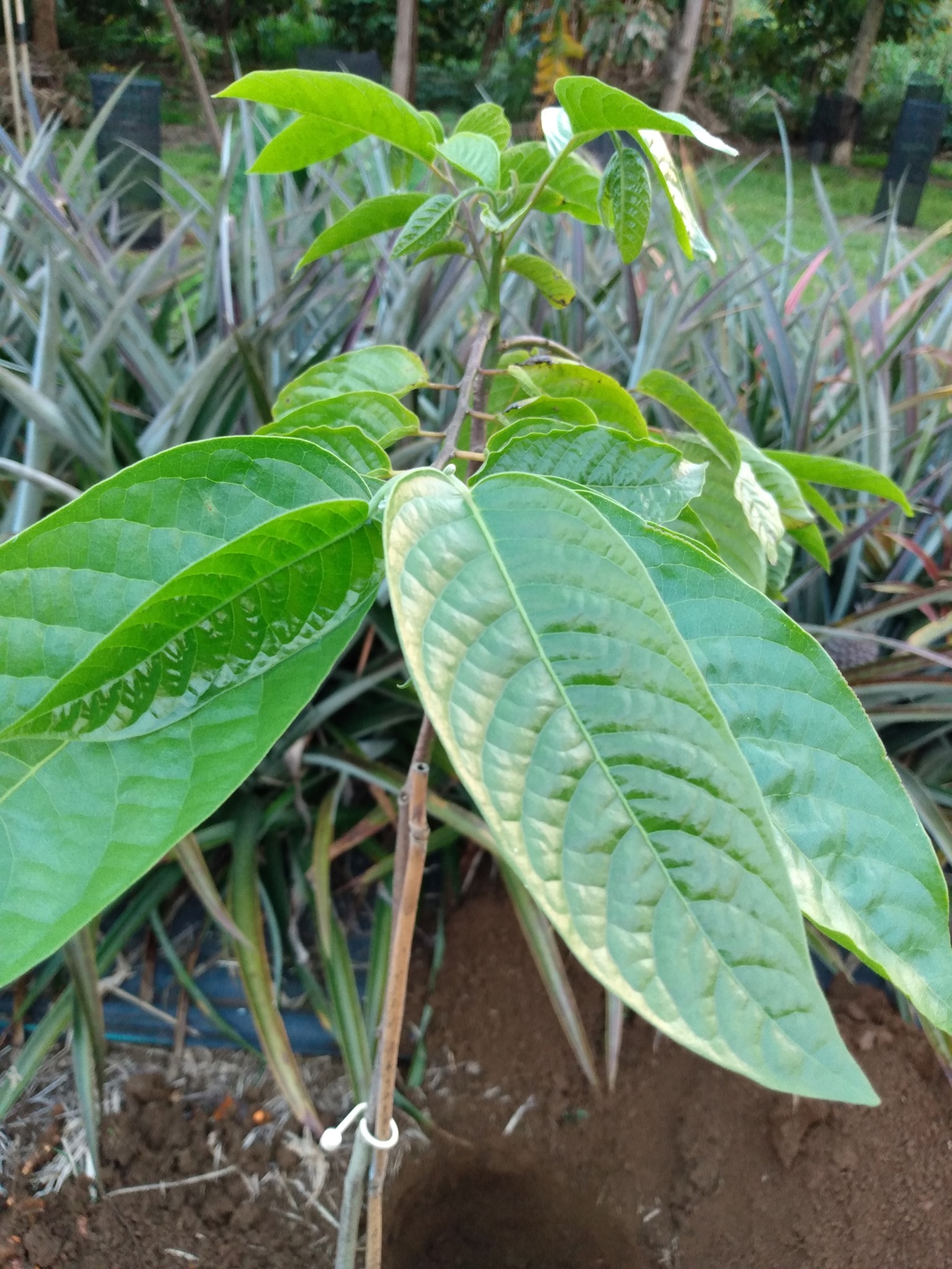 119日目:イランイランを植えた