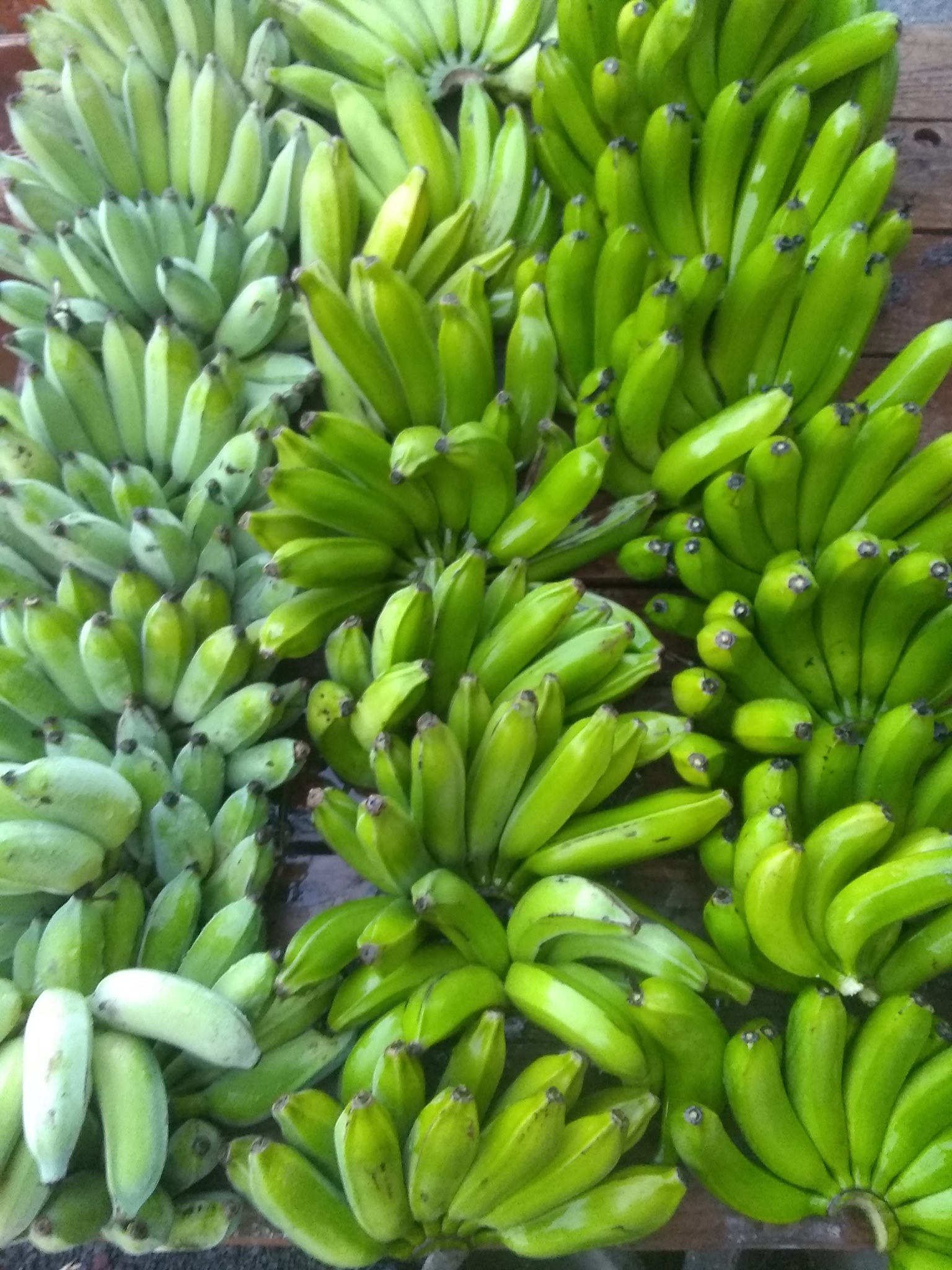 Day 12: Harvested 3 bunches of bananas of three types: Namwah, Apple, and Williams. I pl
