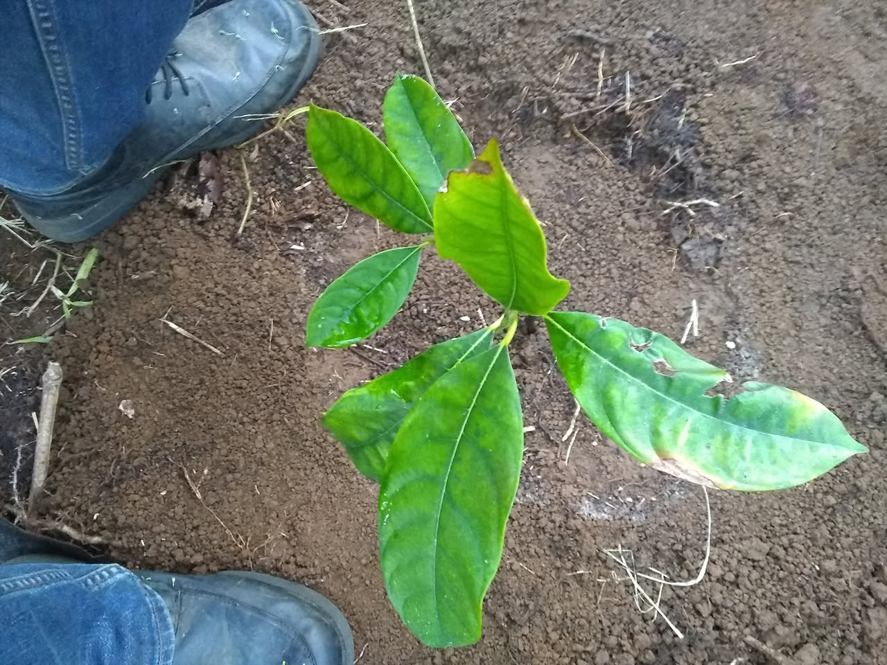 12日目:チェンペダックを植えた