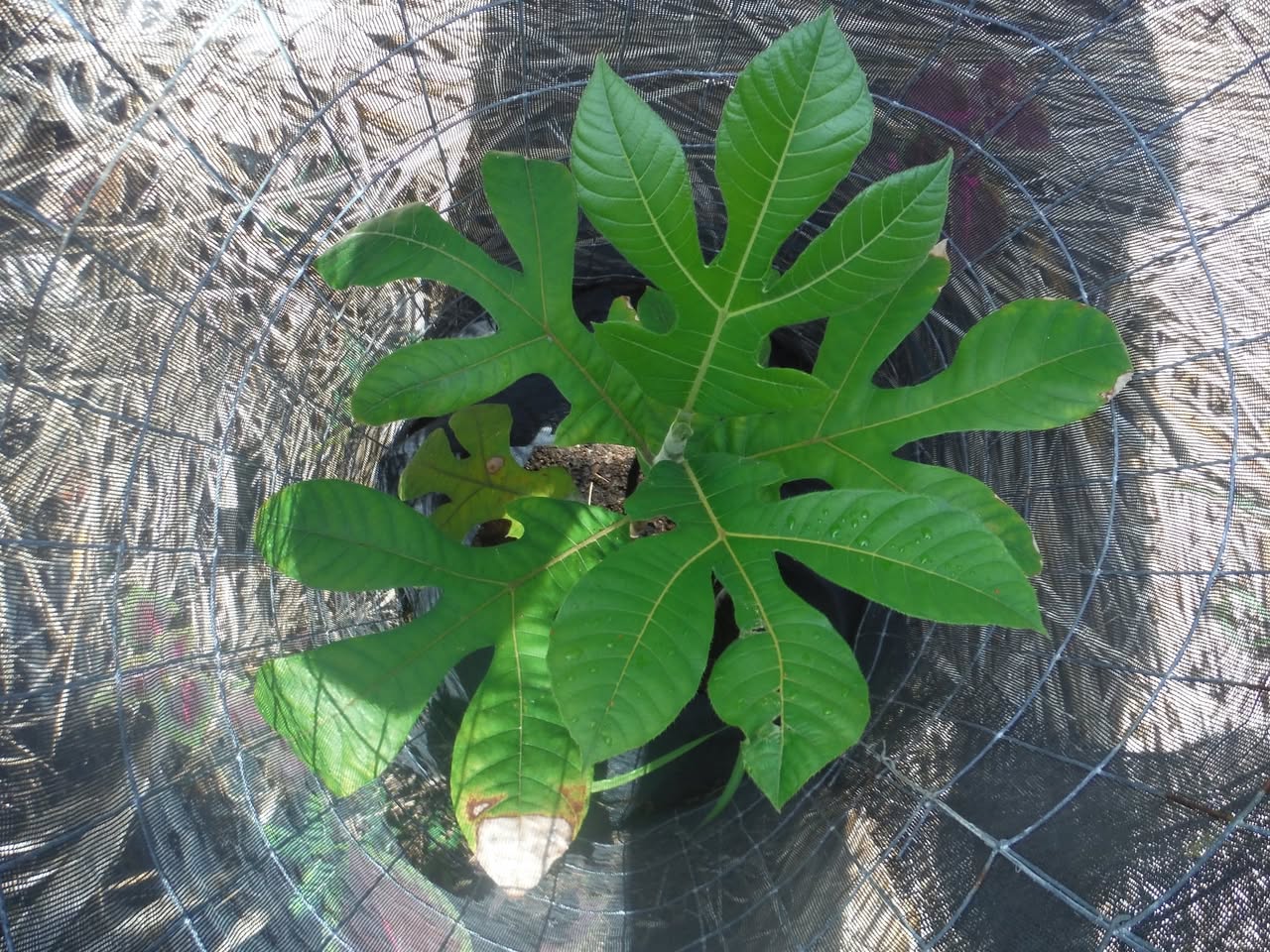 Day 12: Harvested 3 bunches of bananas of three types: Namwah, Apple, and Williams. I pl