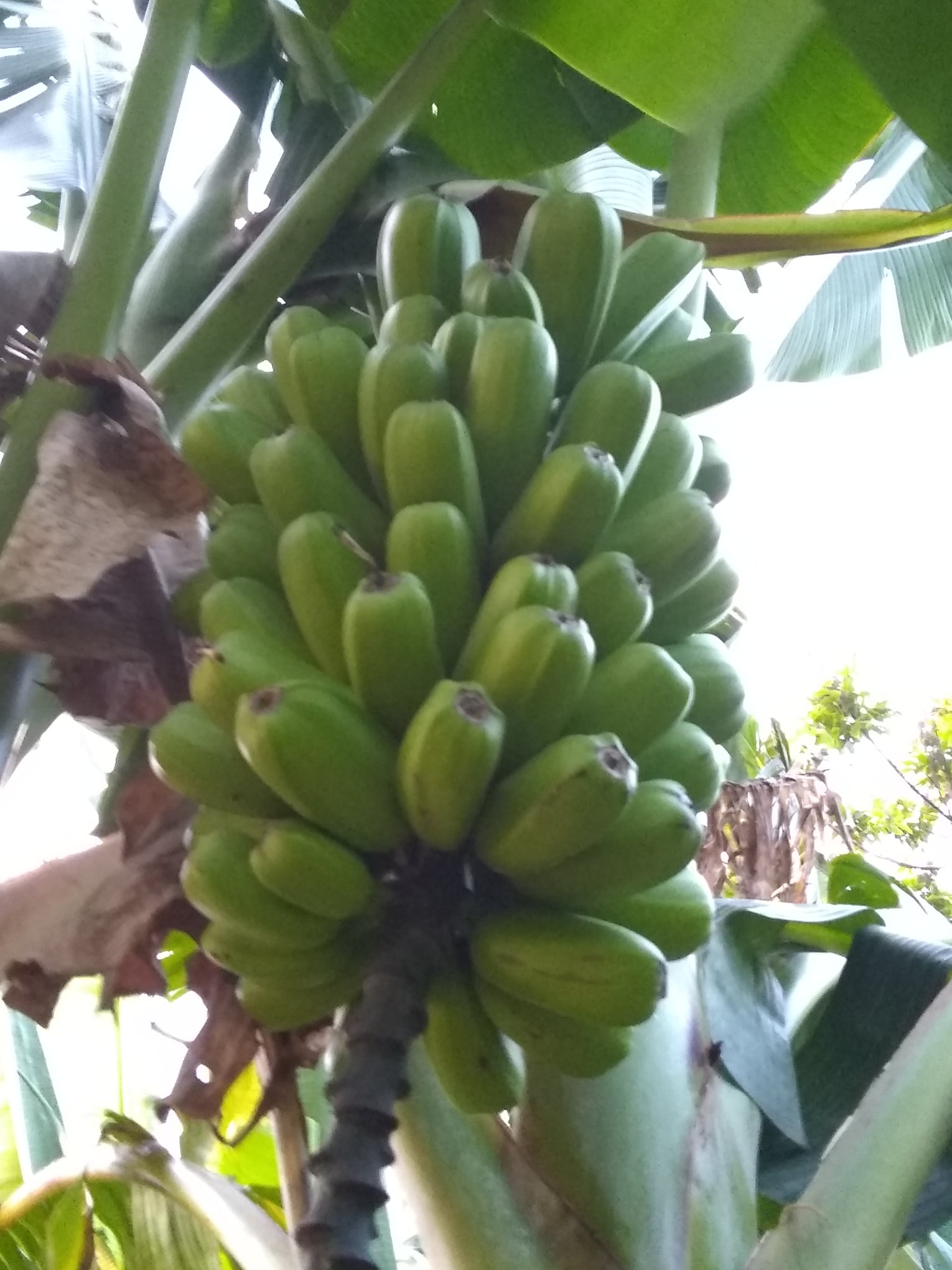 123日目:ポポウルを植えた