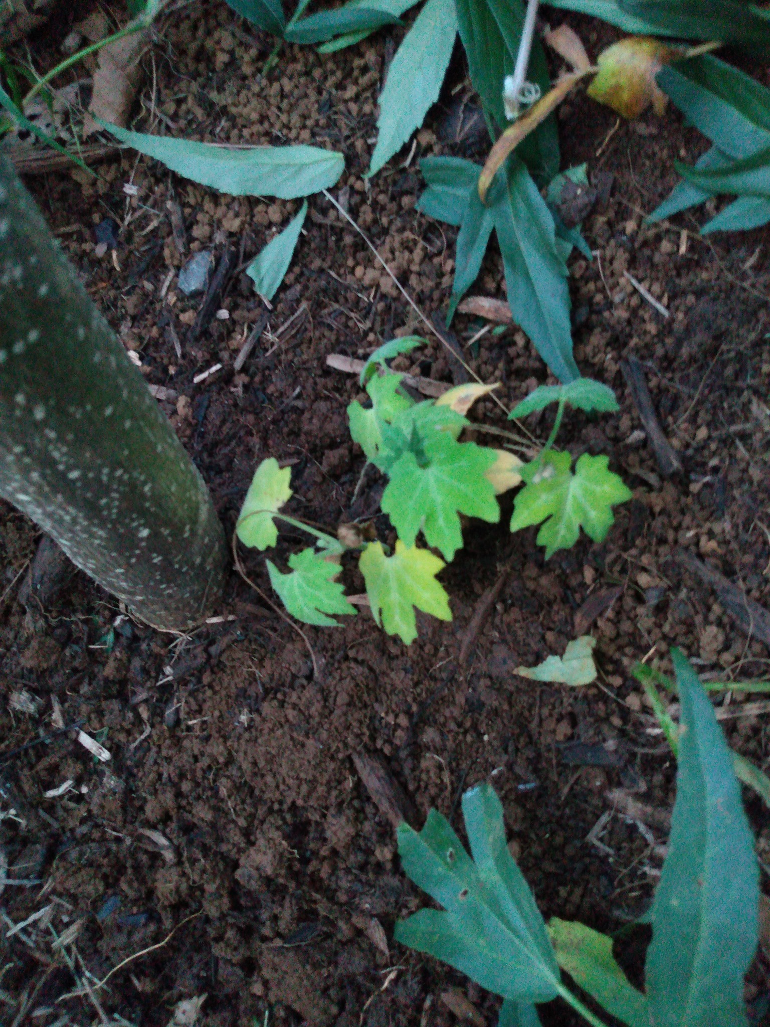 124日目:カッサバナナを植えた
