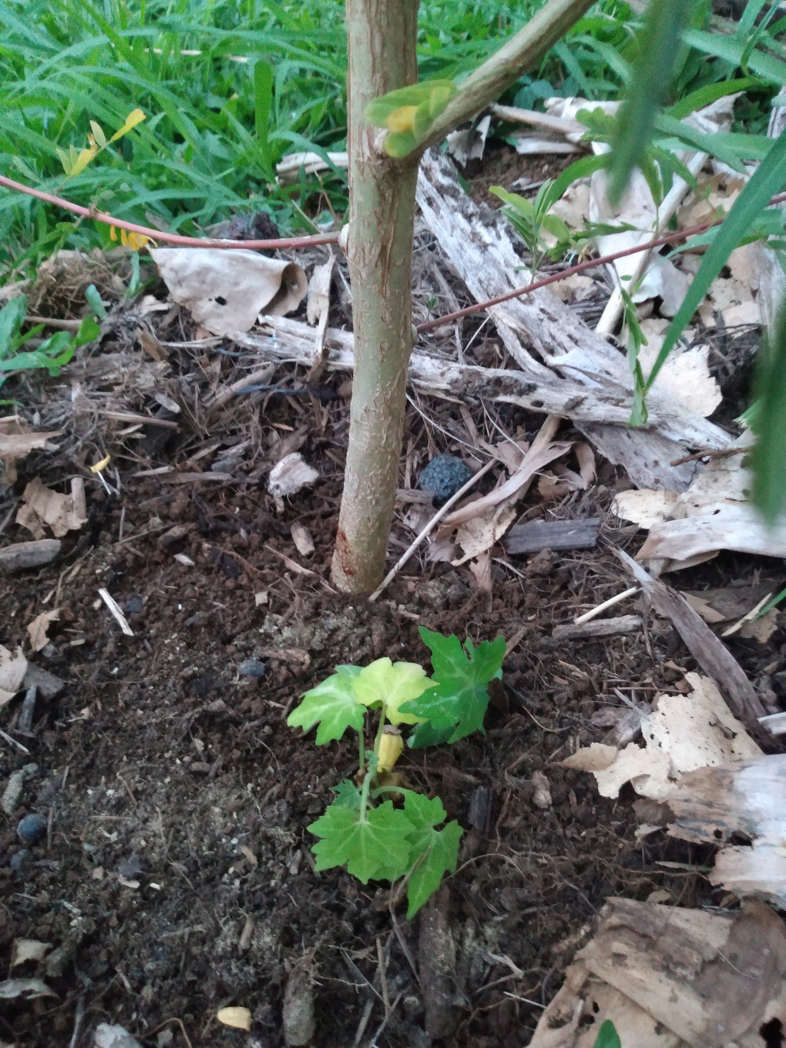 124日目:カッサバナナを植えた