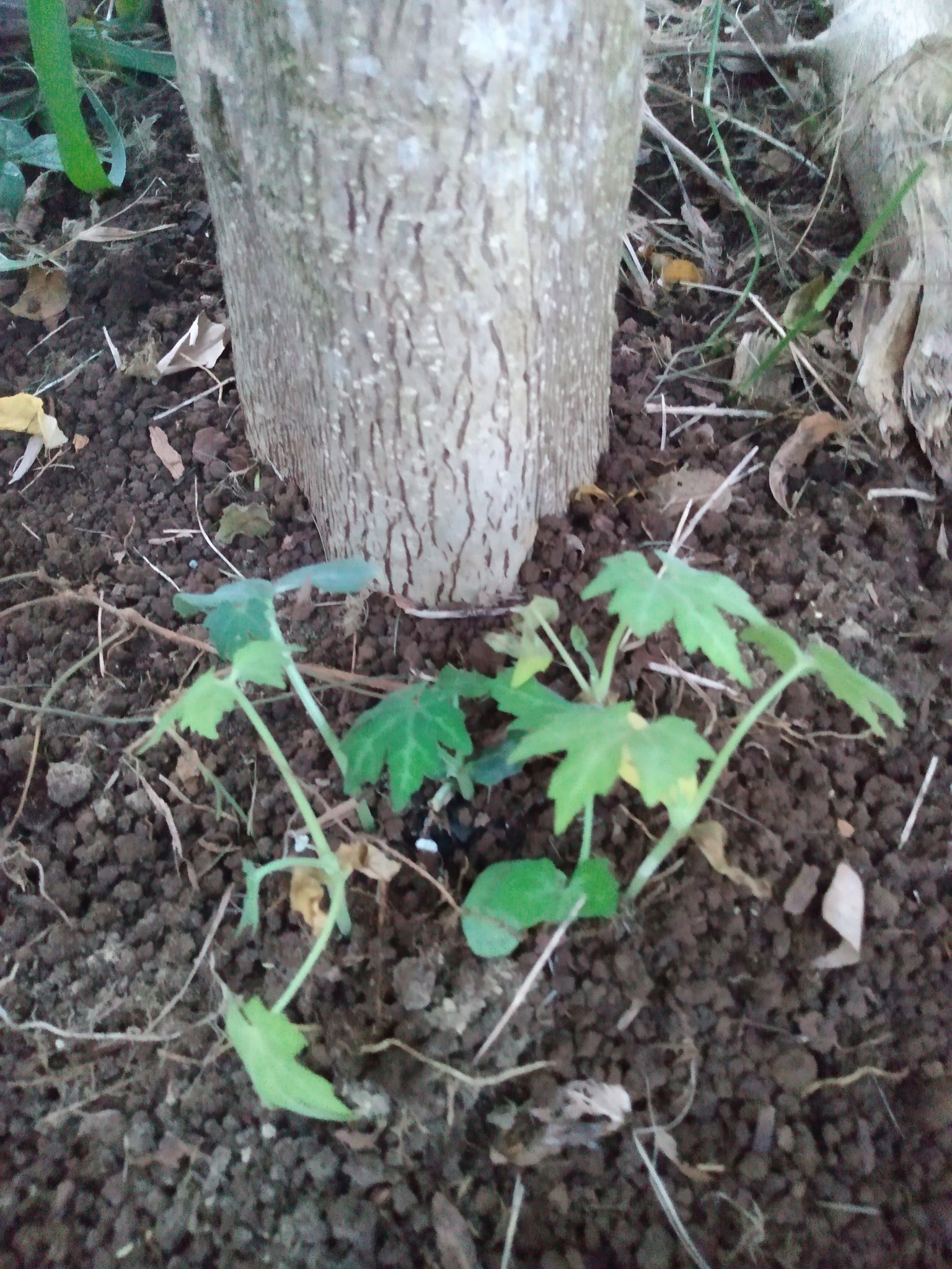 124日目:カッサバナナを植えた