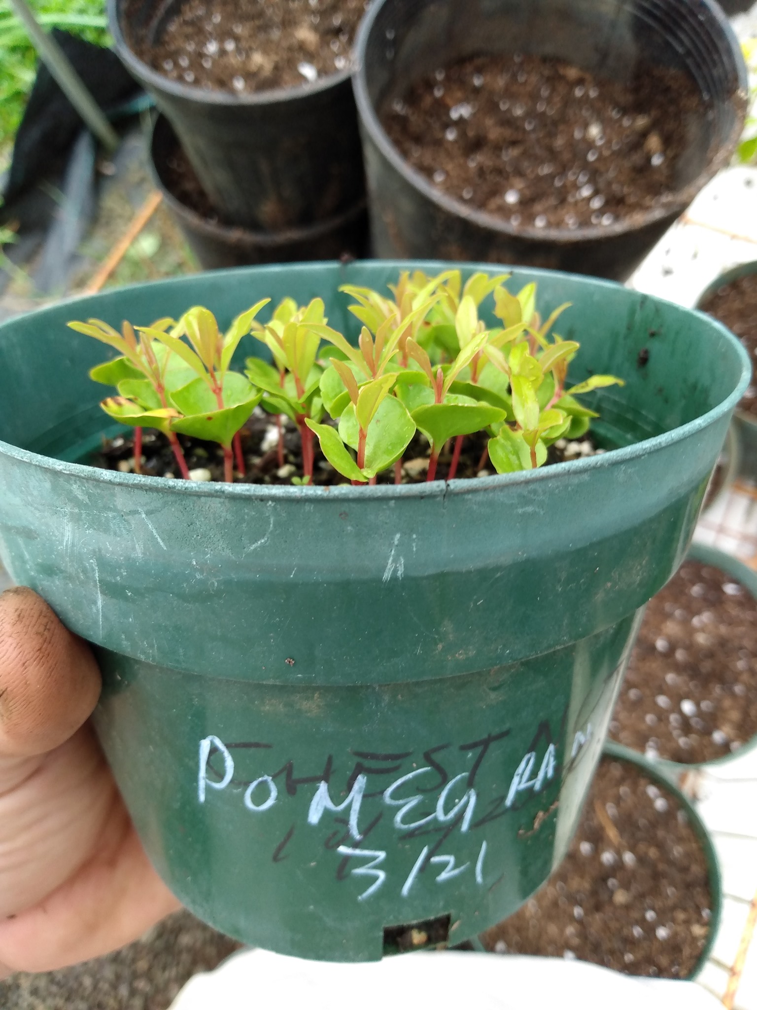 125日目:ザクロと観葉植物