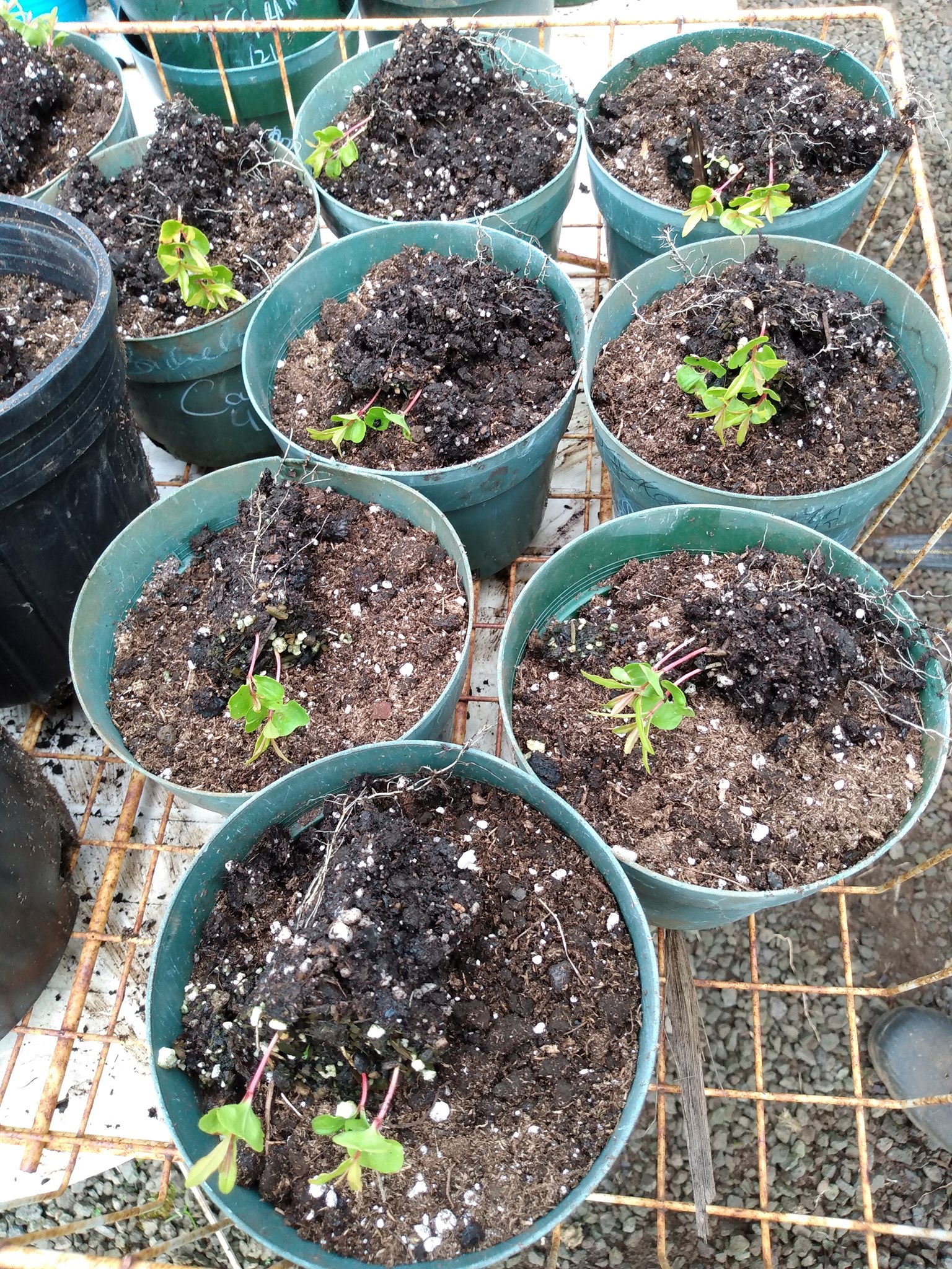 125日目:ザクロと観葉植物