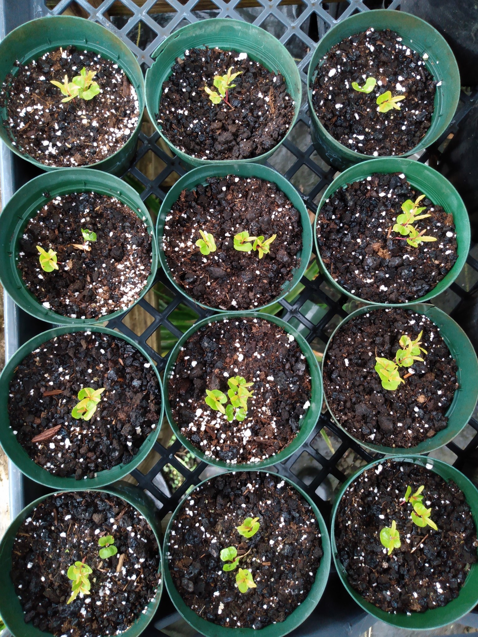 125日目:ザクロと観葉植物