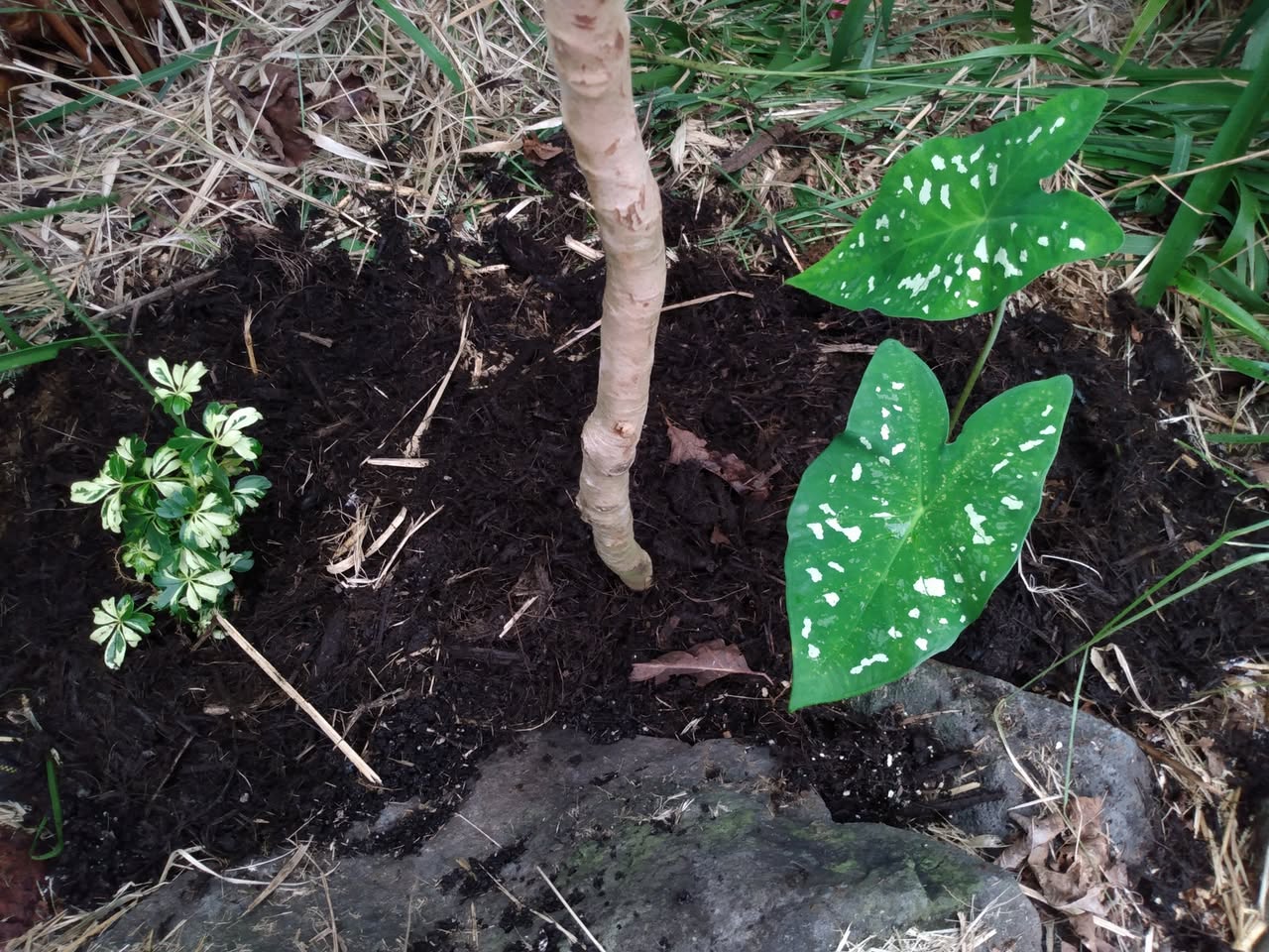 125日目:ザクロと観葉植物