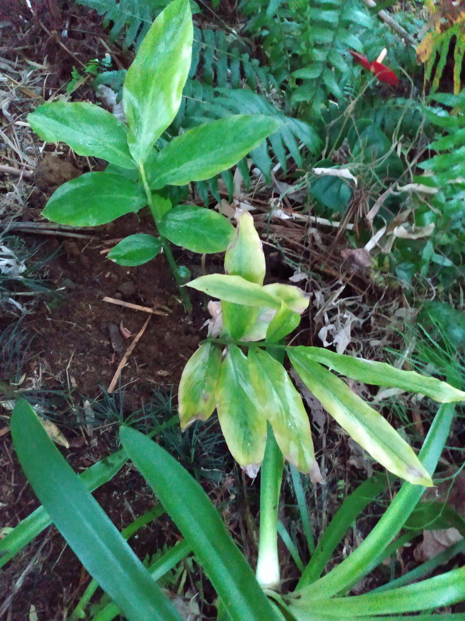 125日目:ザクロと観葉植物