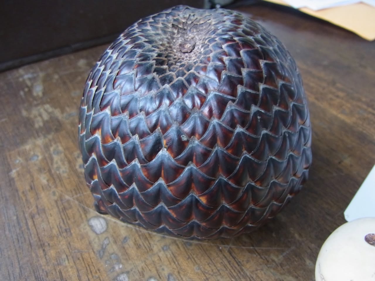 126日目:サラクを植えた