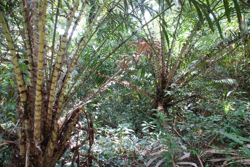 126日目:サラクを植えた
