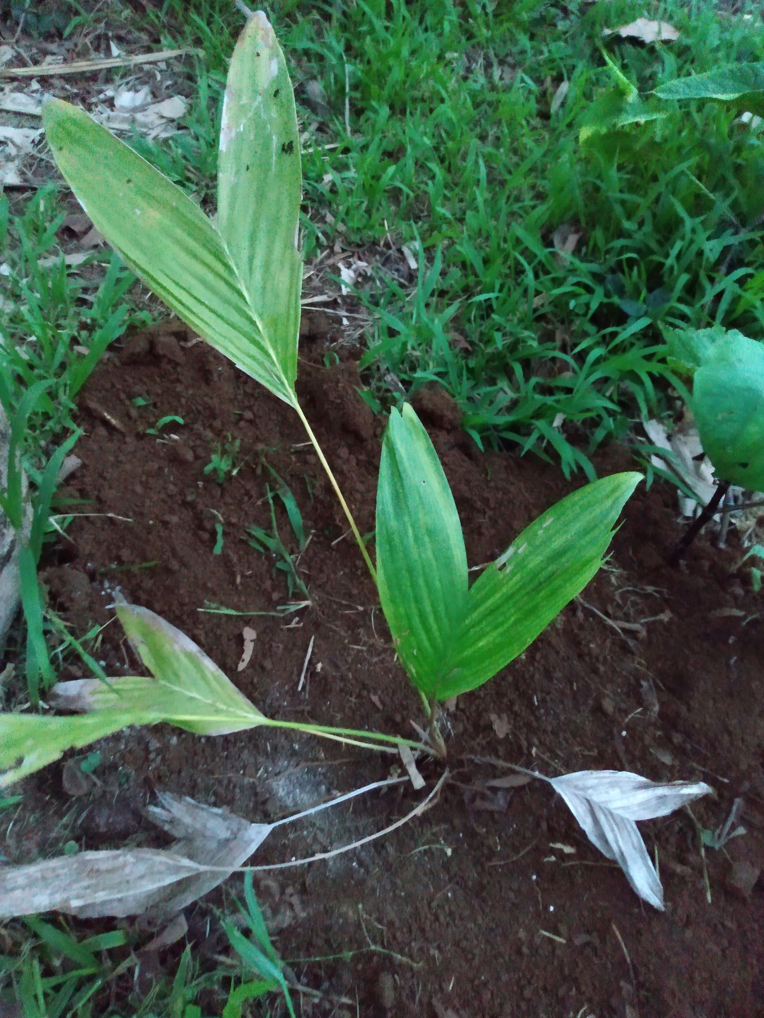 126日目:サラクを植えた