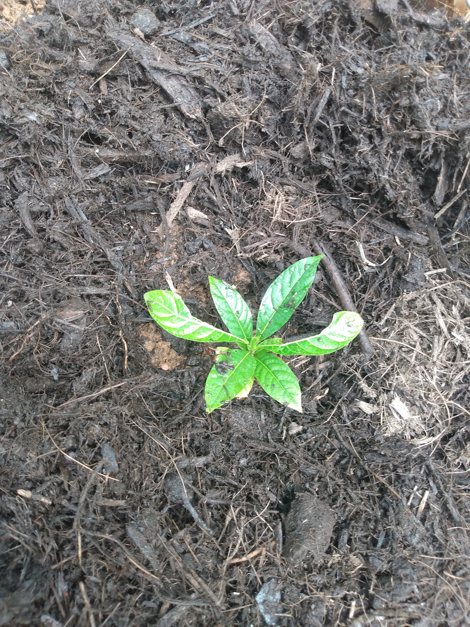 127日目:ボロジョを植えた