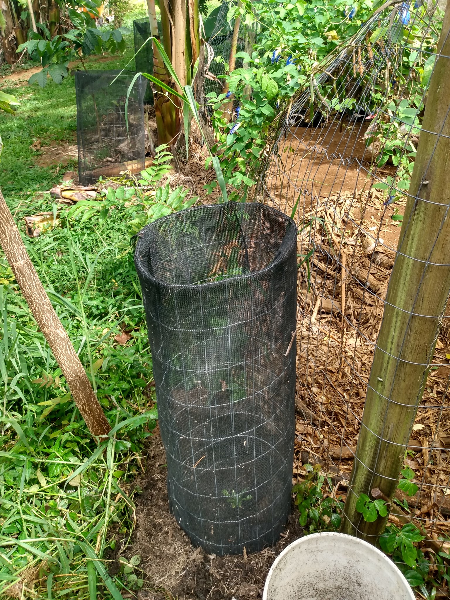 127日目:ボロジョを植えた