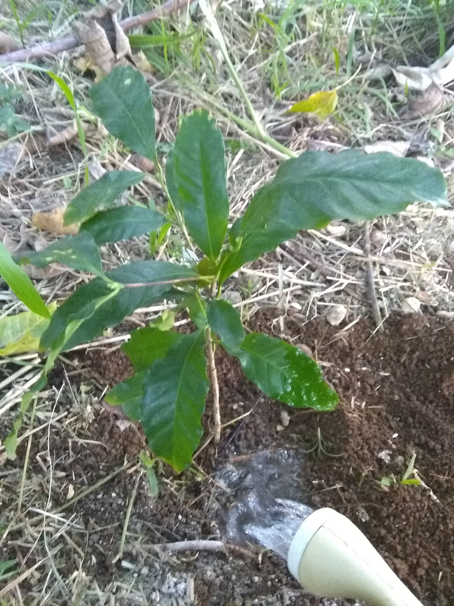 13日目:コーヒーの木を植えた