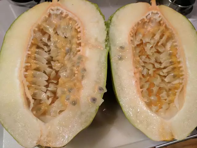 130日目:リリコイの挿し木