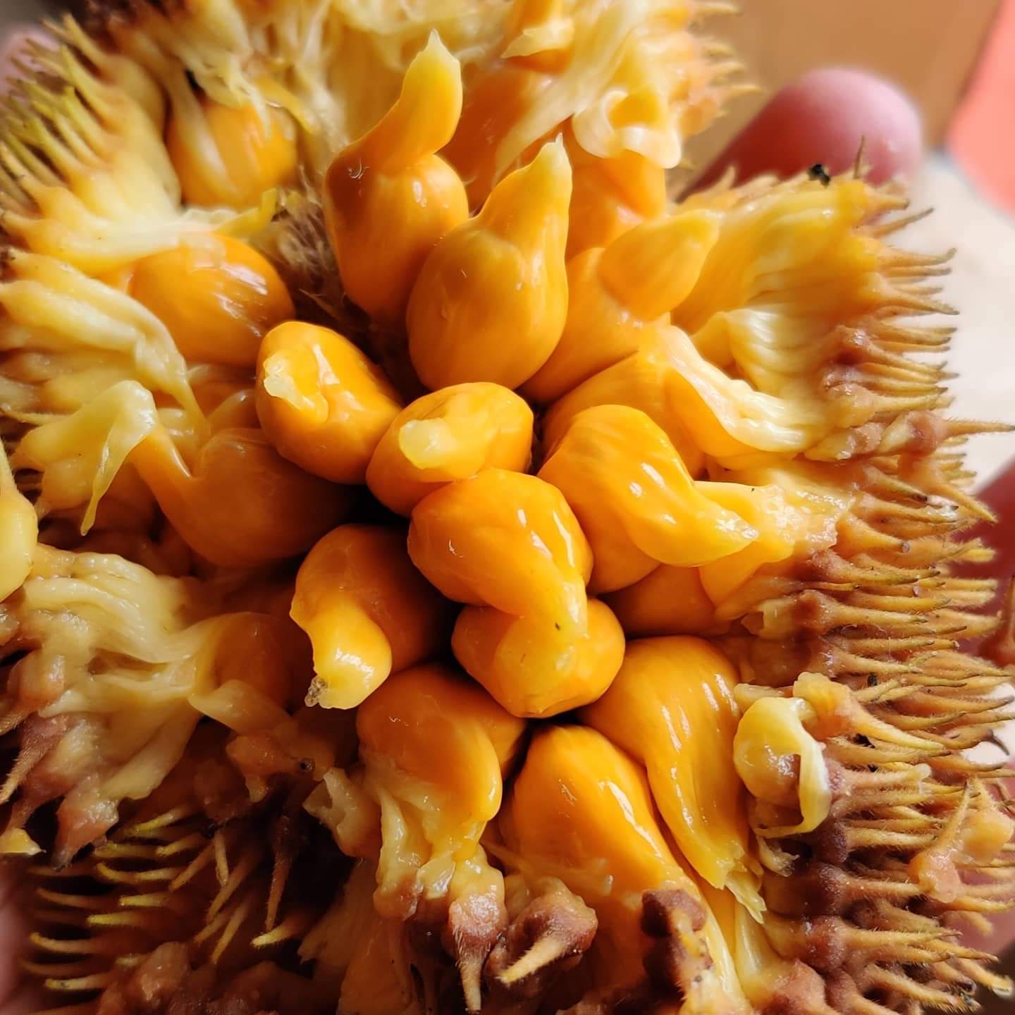 131日目:ワイルドジャックを植えた