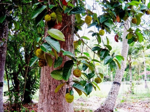 131日目:ワイルドジャックを植えた
