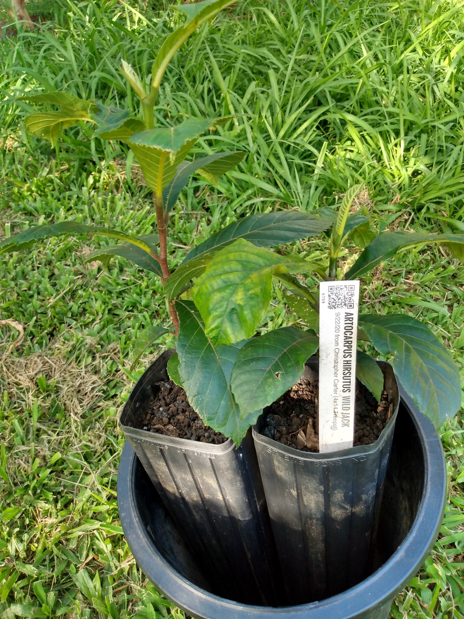 131日目:ワイルドジャックを植えた