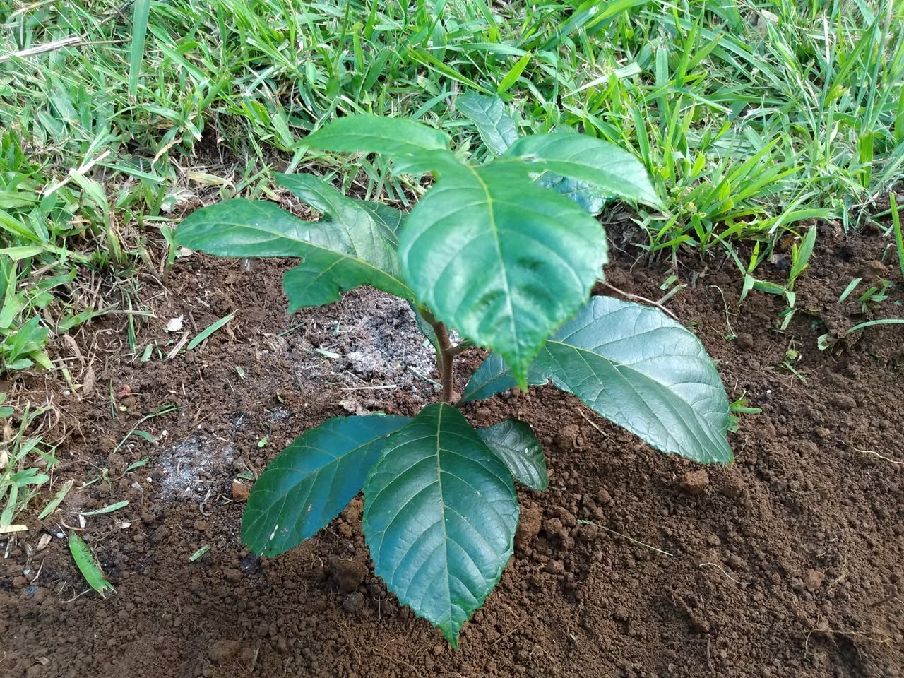 131日目:ワイルドジャックを植えた