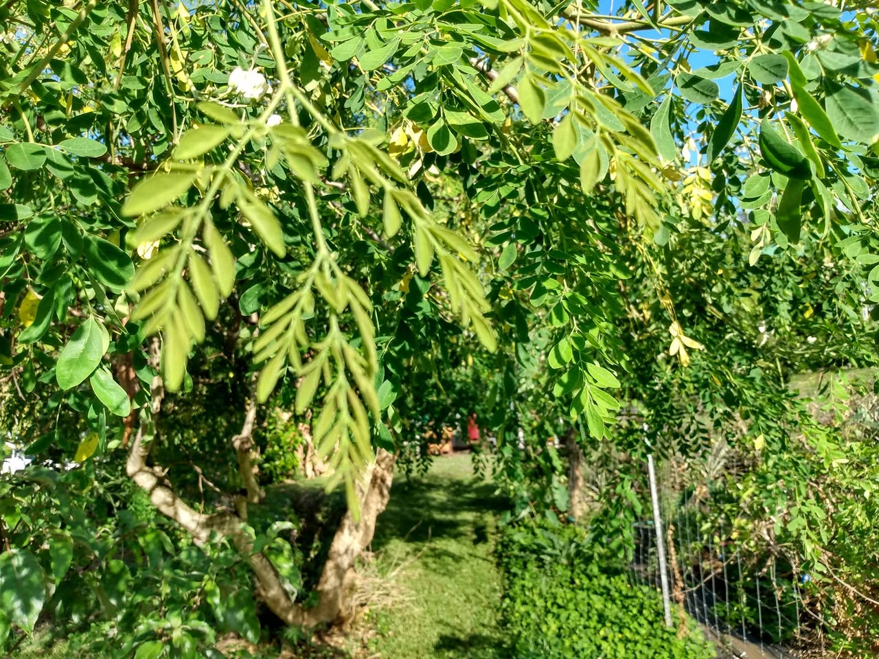 132日目:モリンガを植えた