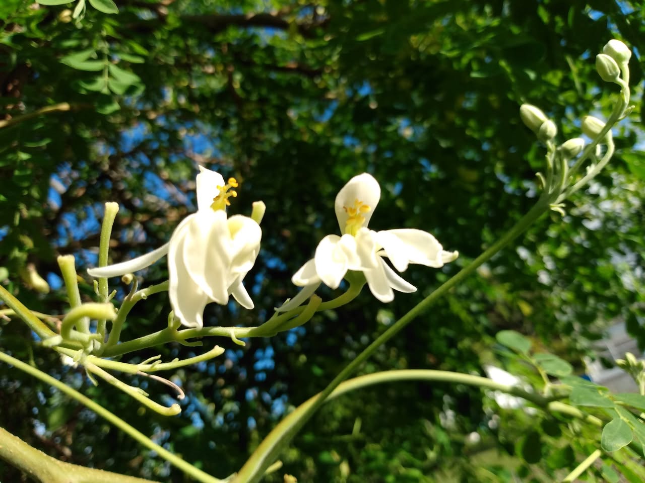 132日目:モリンガを植えた