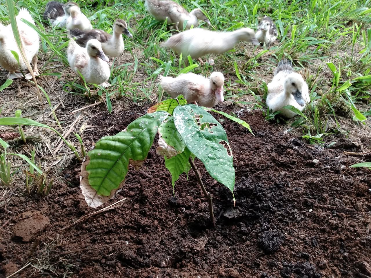 133日目:カカオを植えた