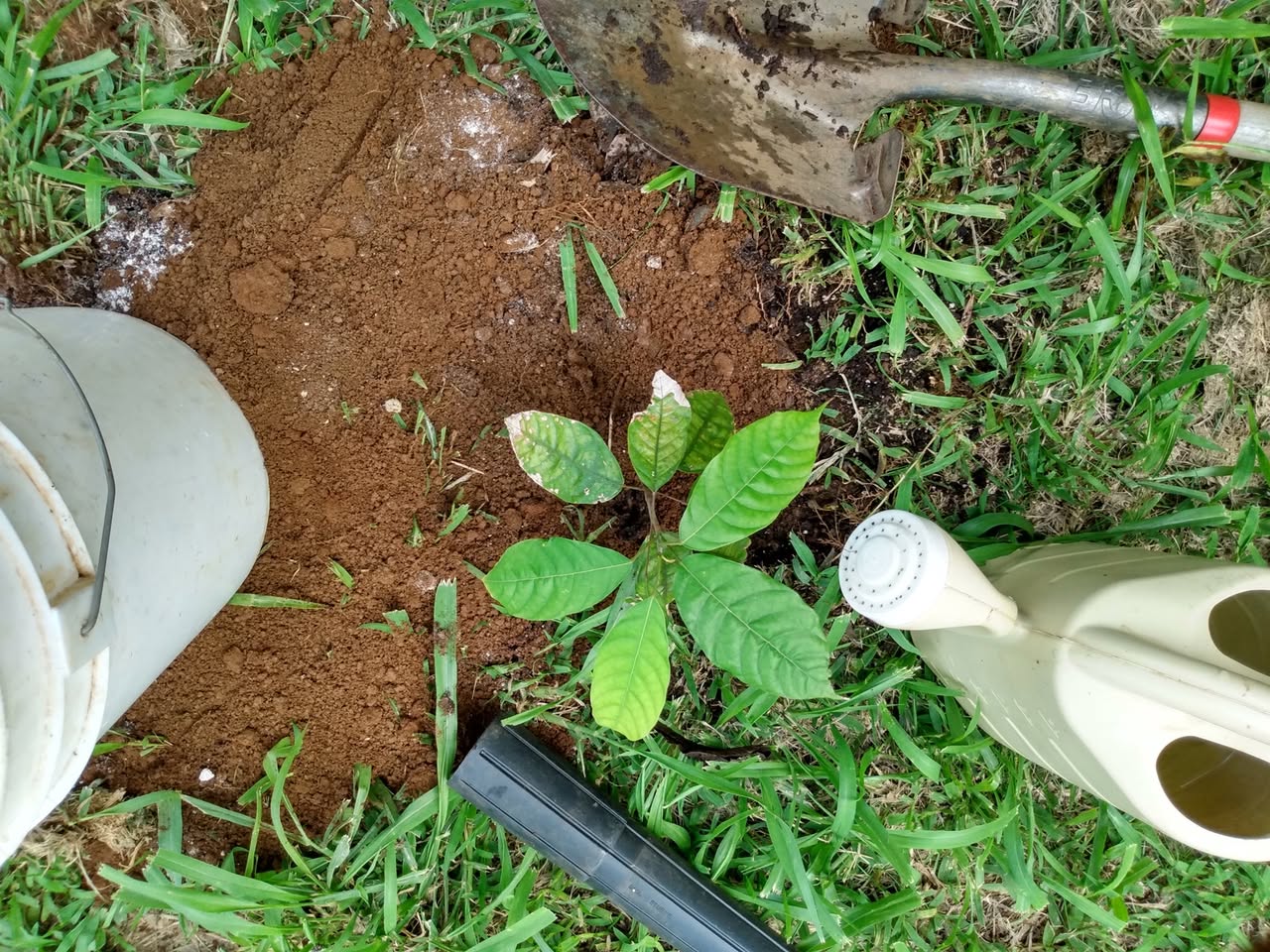 134日目:カカオを植えた