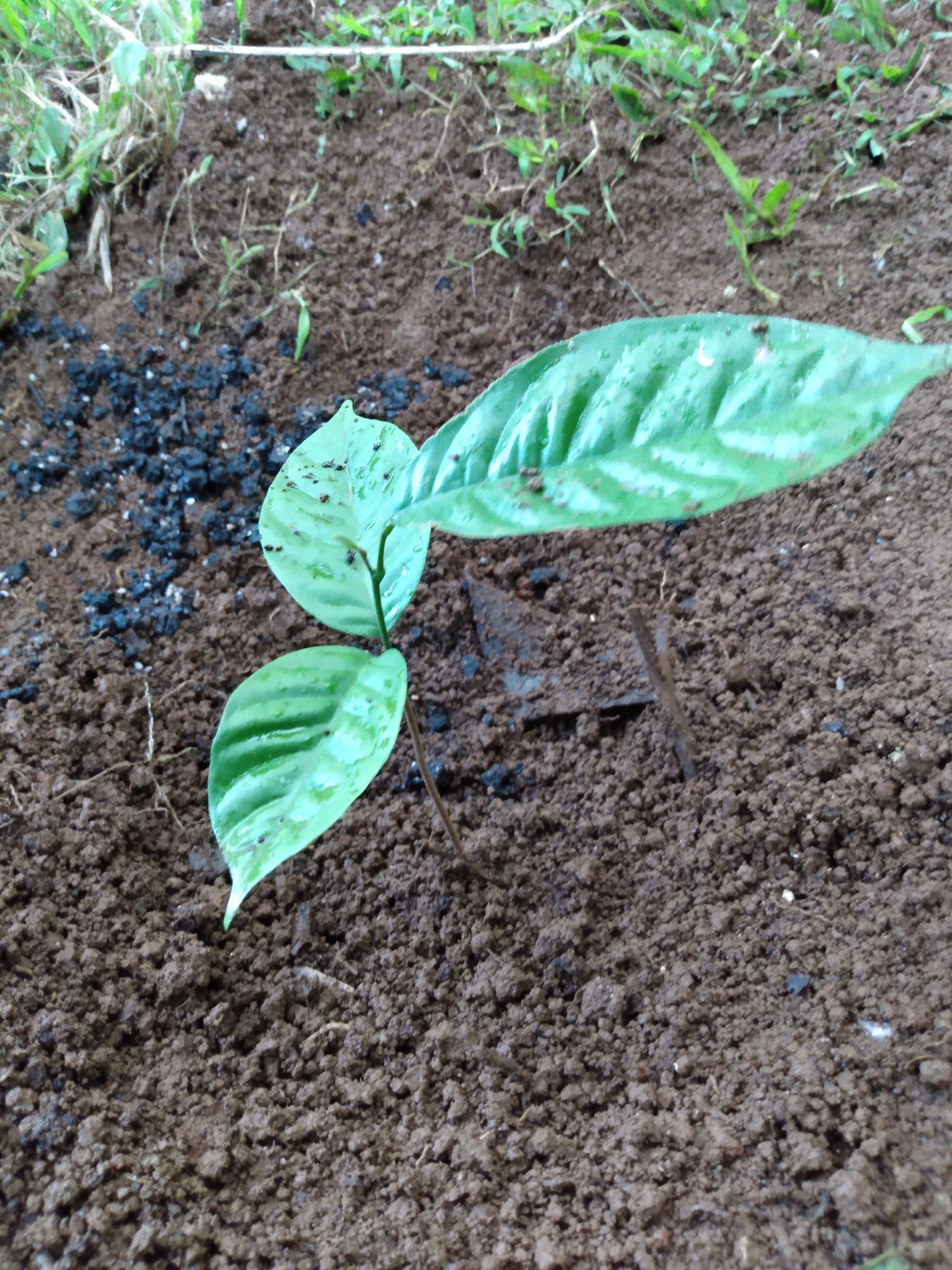 135日目:ランサットを植えた