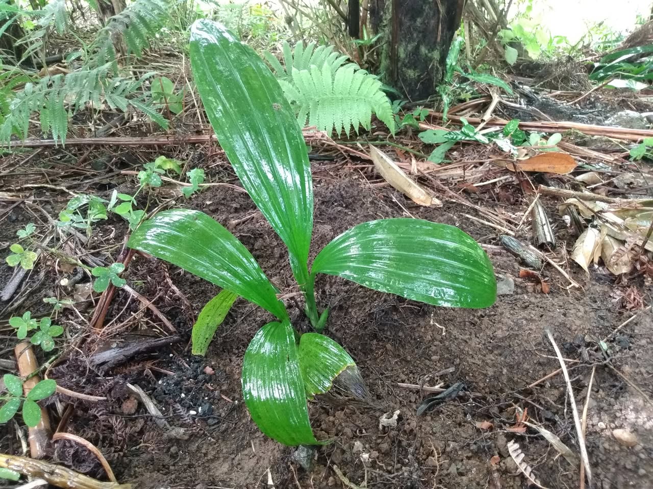 136日目:リュウキンランを植えた