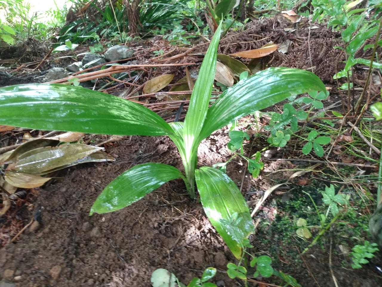 136日目:リュウキンランを植えた