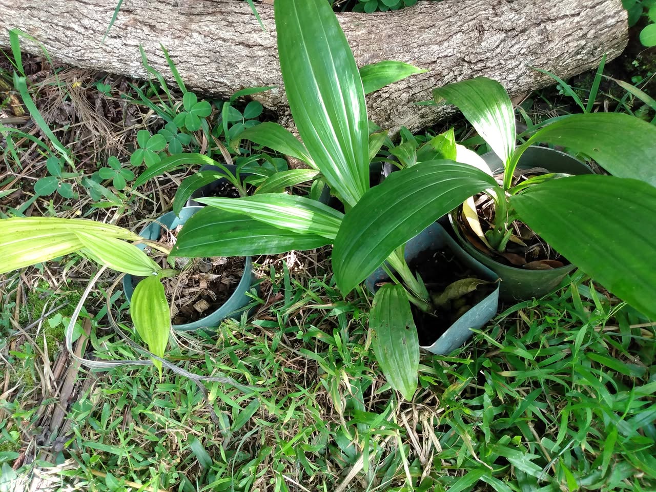 136日目:リュウキンランを植えた
