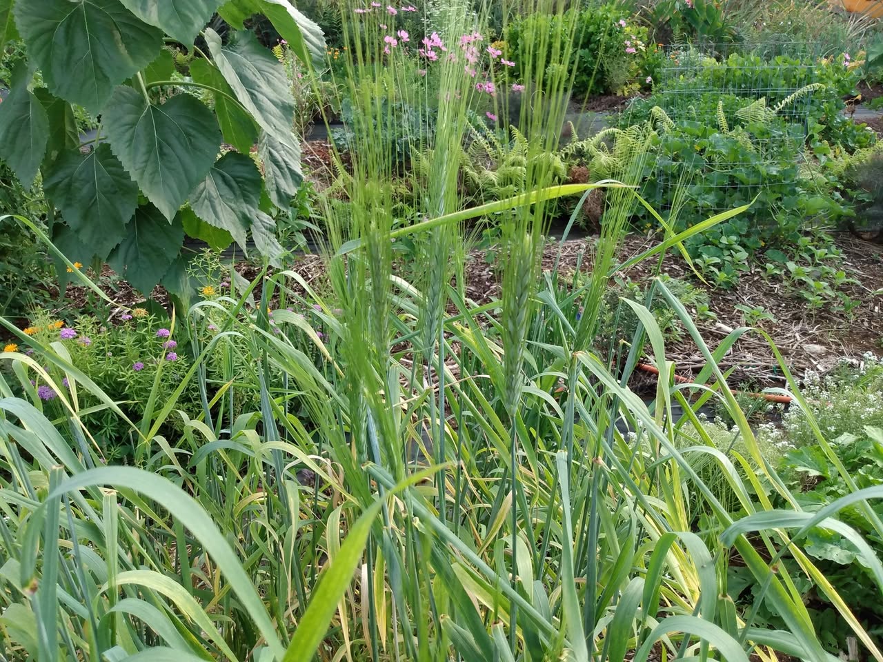 138日目:パンノキと小麦
