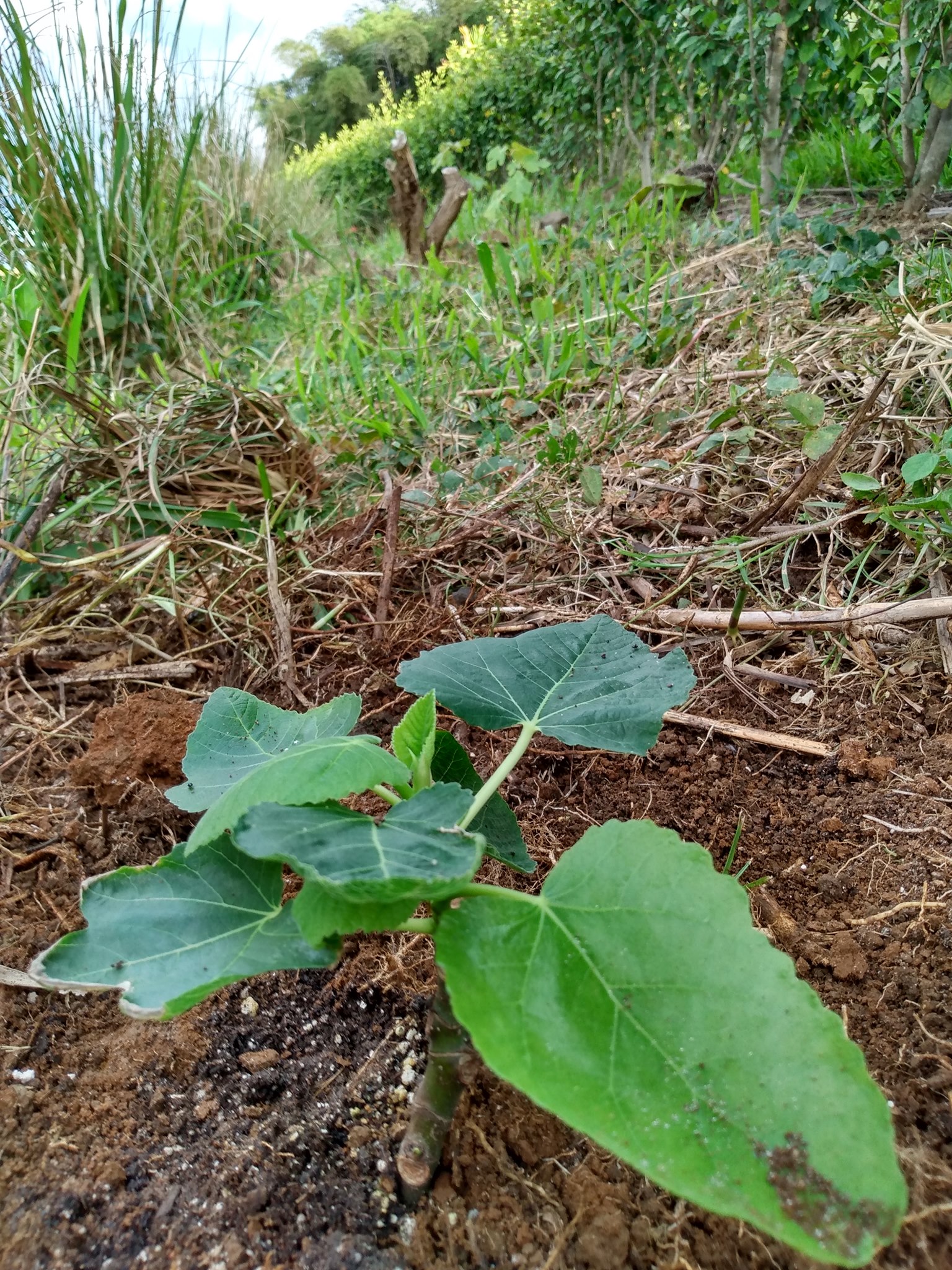 139日目:イチジクを植えた