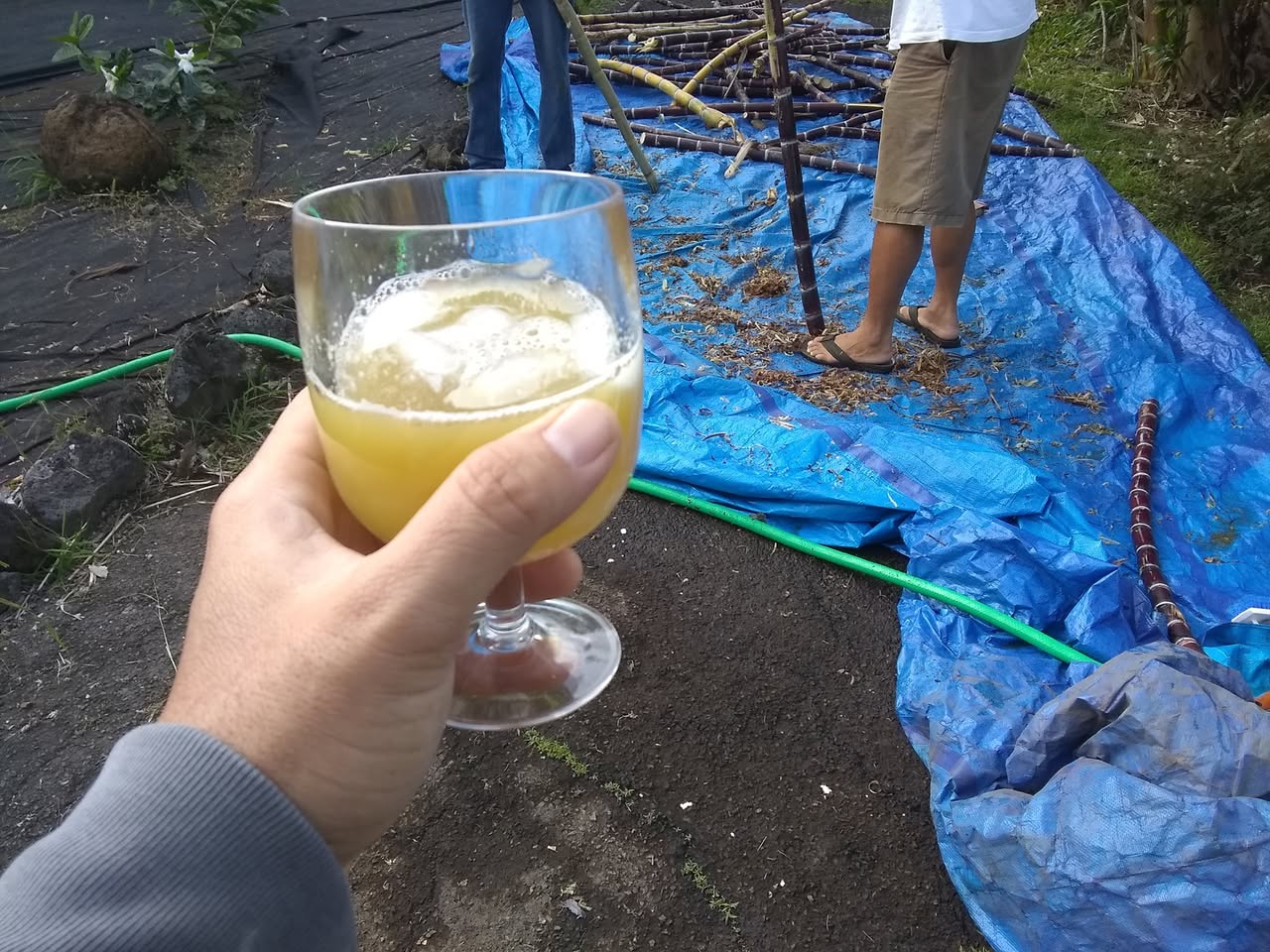Day 14: Today I went over to my neighbors Mike and Jackie's to press some fresh cane jui