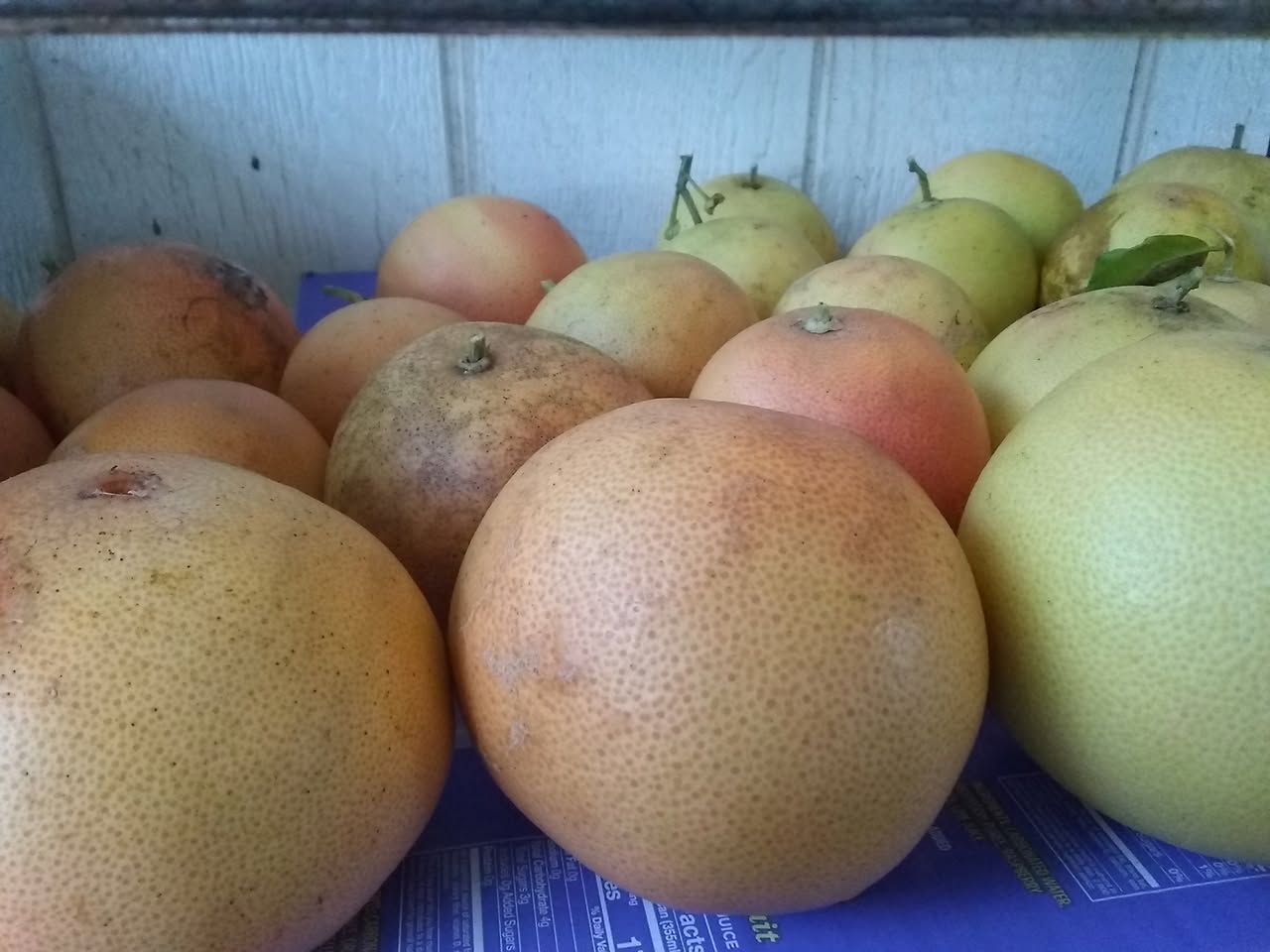 Day 14: Today I went over to my neighbors Mike and Jackie's to press some fresh cane jui