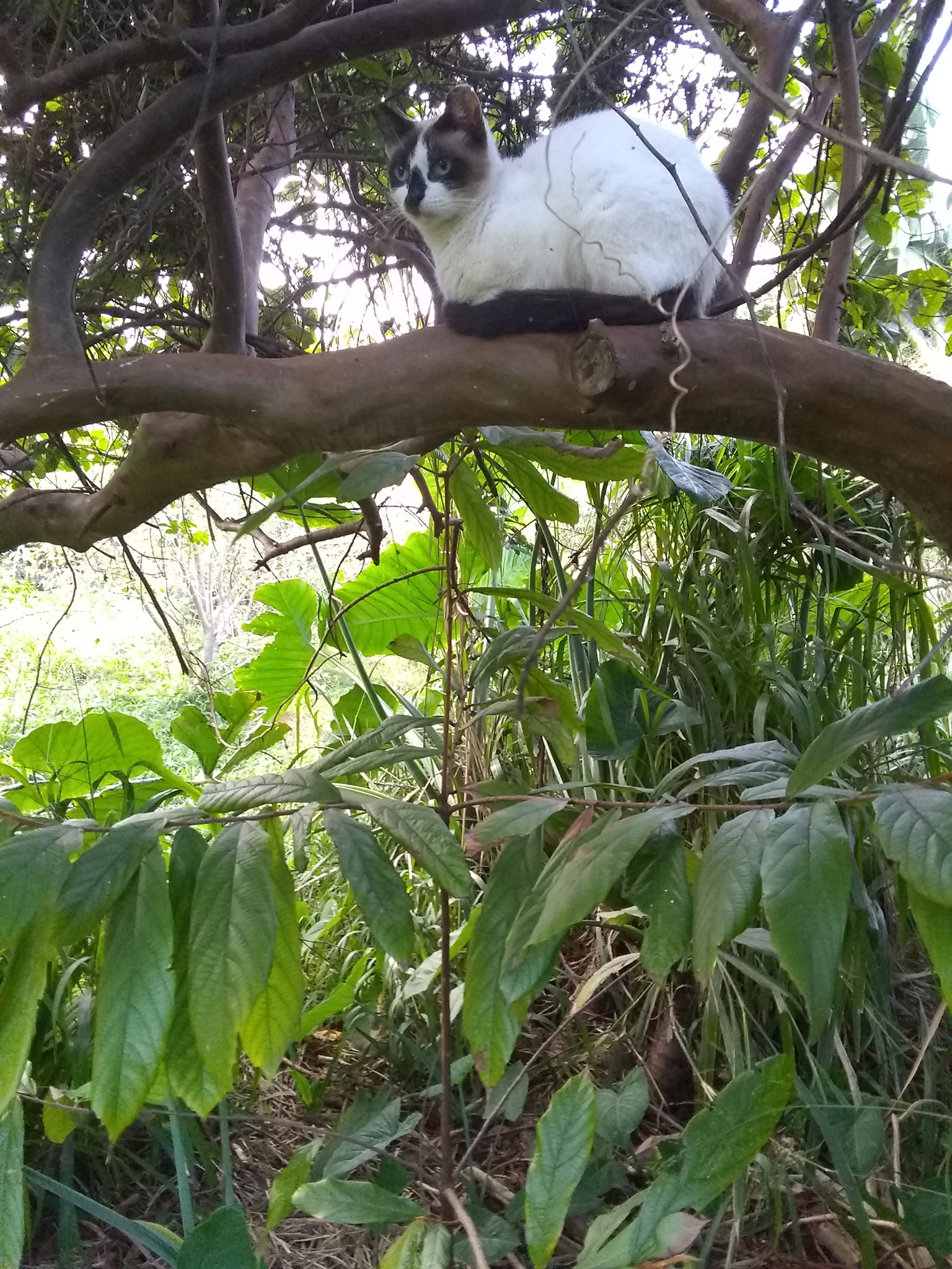 Day 14: Today I went over to my neighbors Mike and Jackie's to press some fresh cane jui
